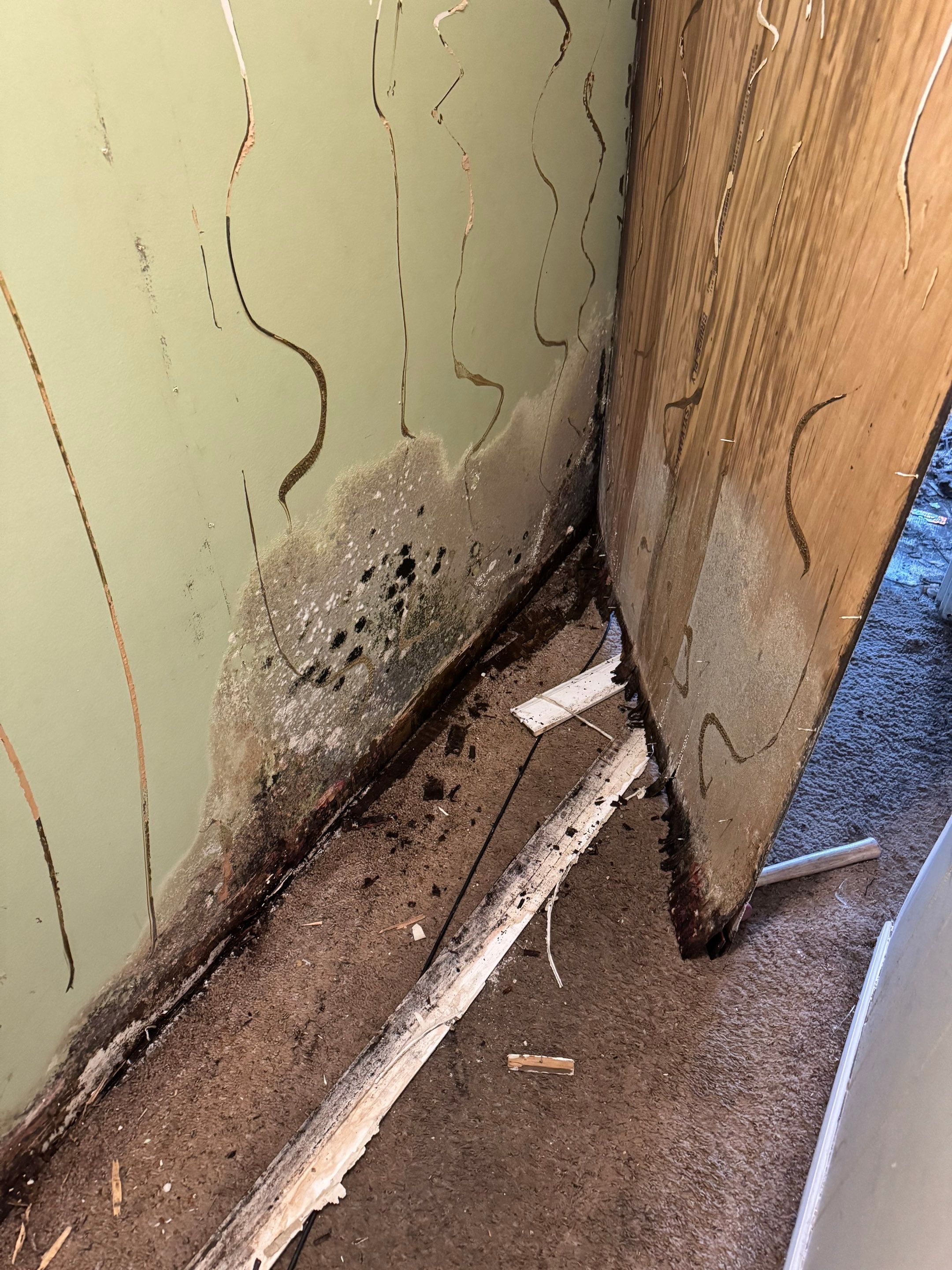 Mold Remediation Project by Chicagoland Water Medics
