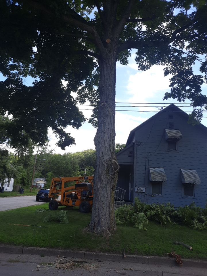 Tree Removal using Tree Removal by Mike Jones & Sons Tree Service LLC 