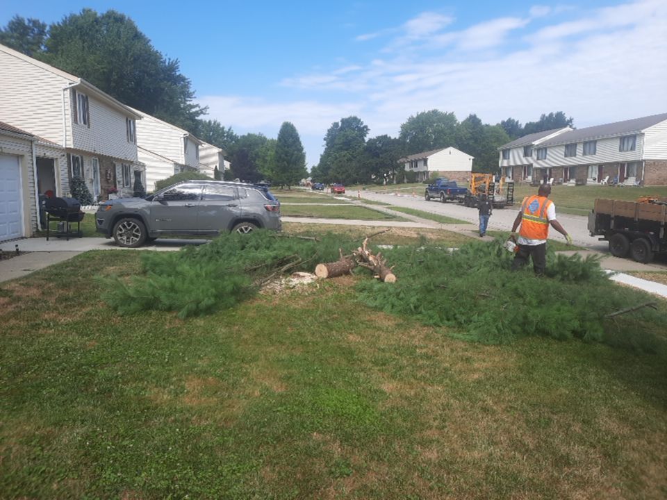 Tree Removal using Tree Removal by Mike Jones & Sons Tree Service LLC 