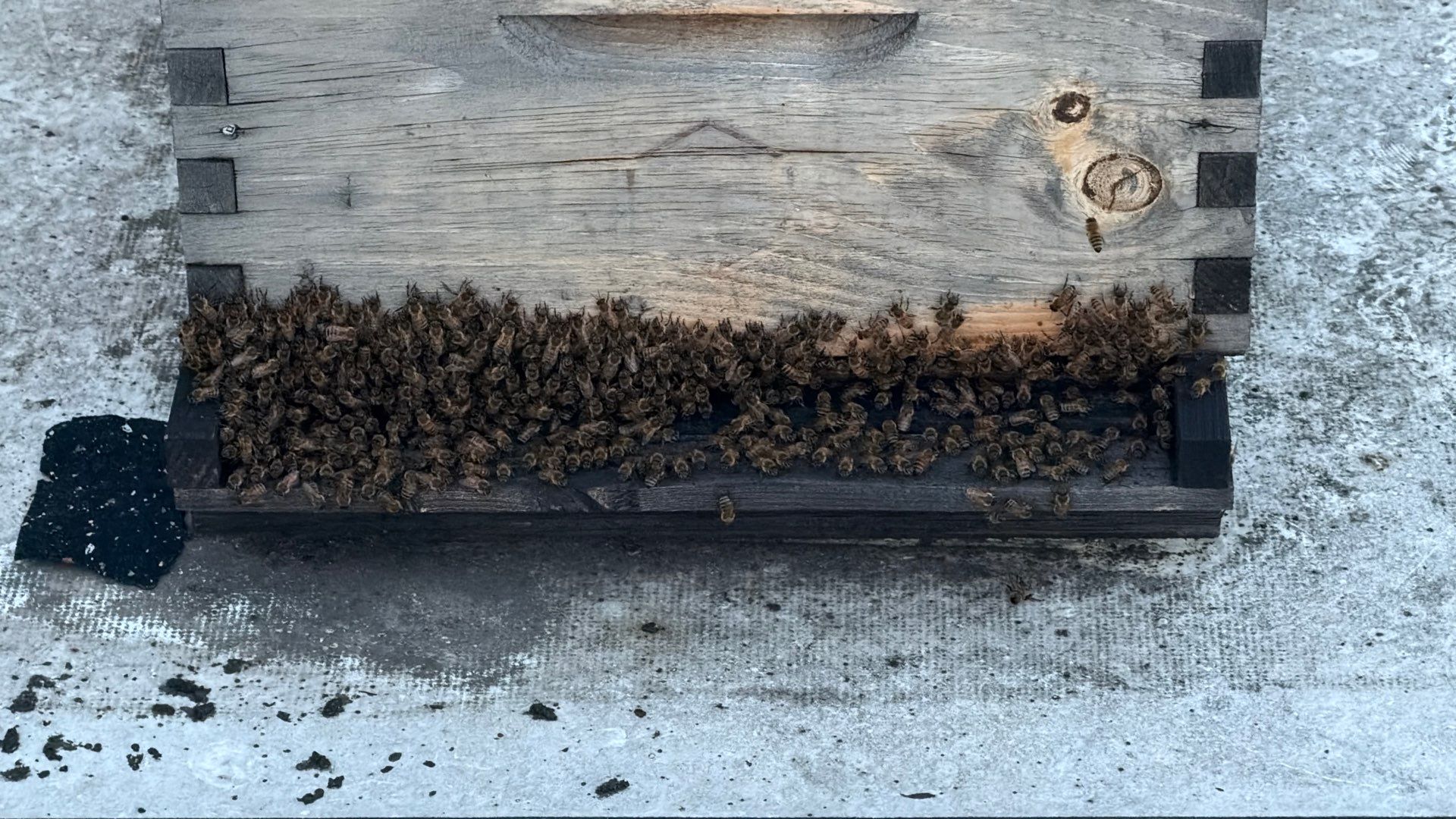 Anchovies on your Apiary by Rockwall Honey Bee Company