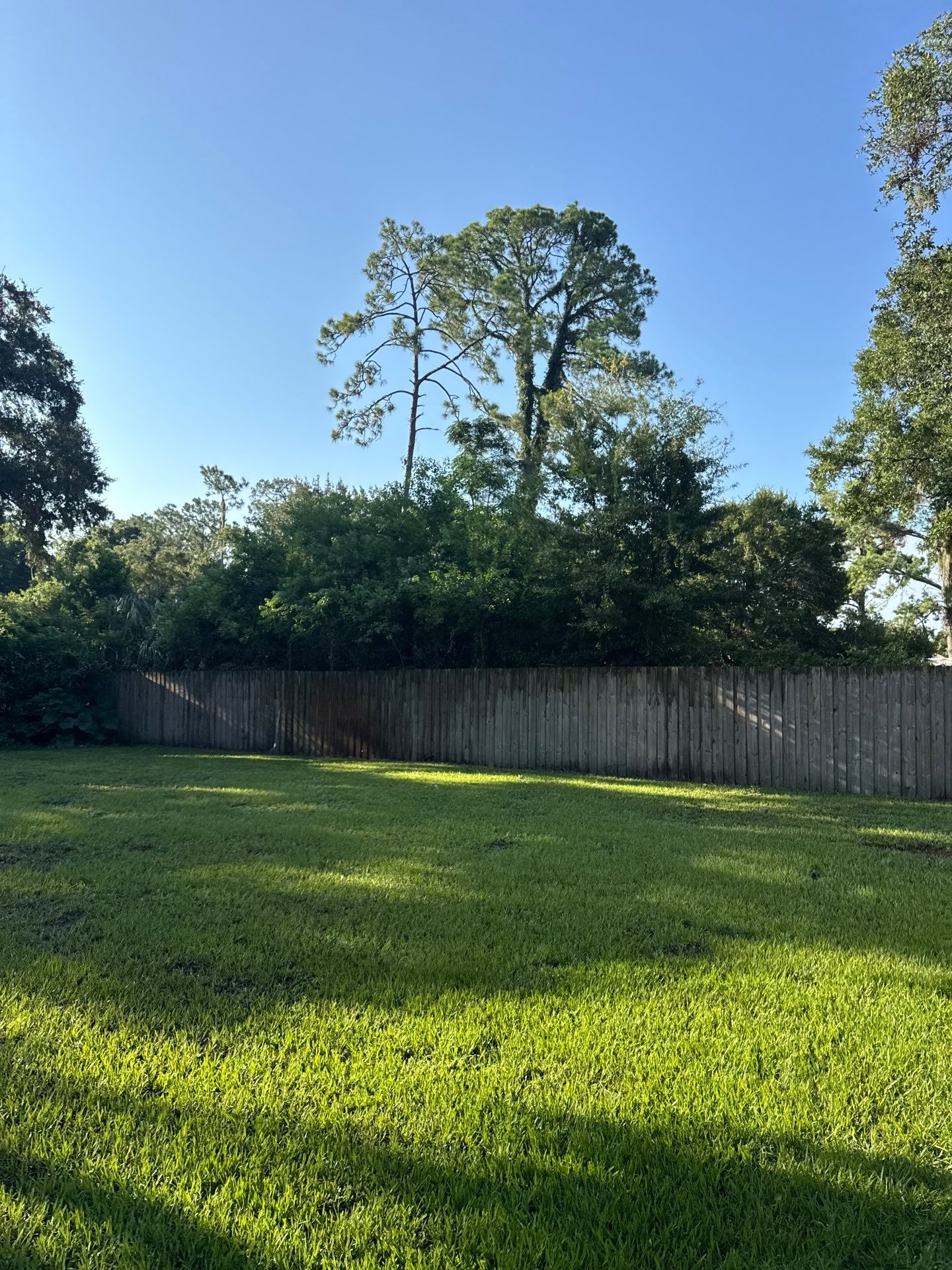 Residential | Tree Trimming  by ProGreen Services