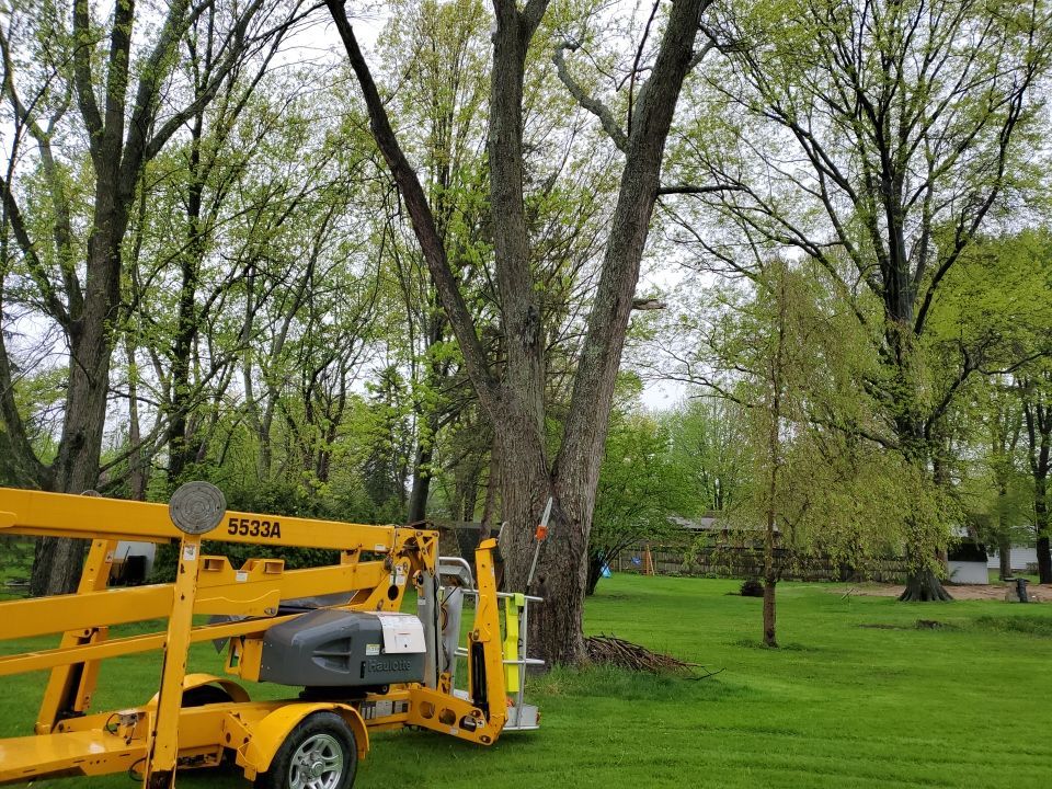 Tree Removal using Tree Removal by Mike Jones & Sons Tree Service LLC 