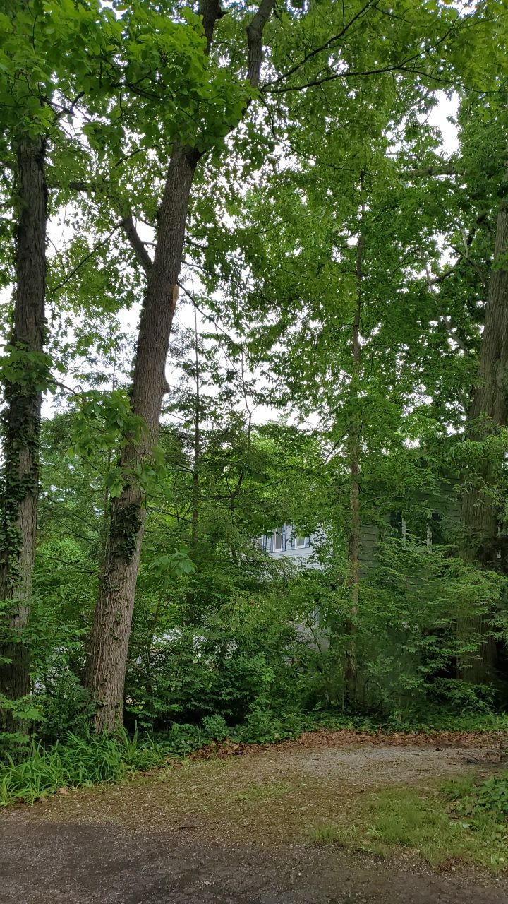 Tree Trimming using Tree Pruing by Mike Jones & Sons Tree Service LLC 