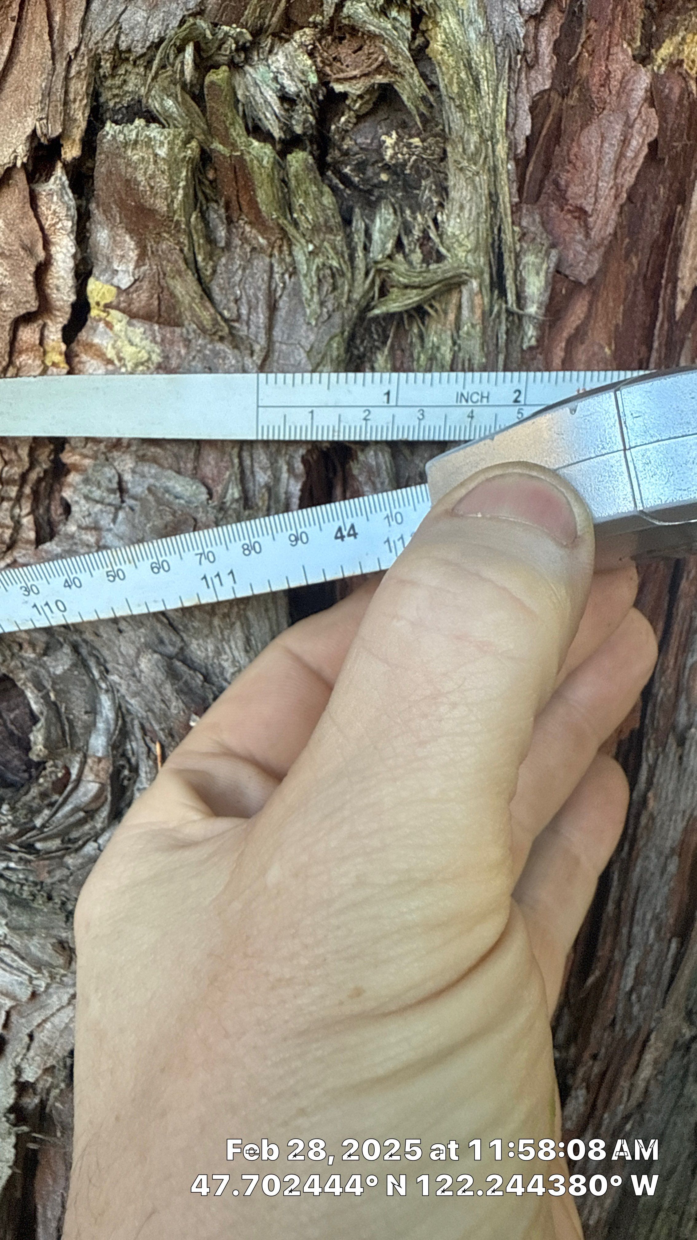🧾 Tree Support System Assessment & Landmark Tree Risk Report – Holmes Point, Kirkland, WA by Sound Tree Care LLC