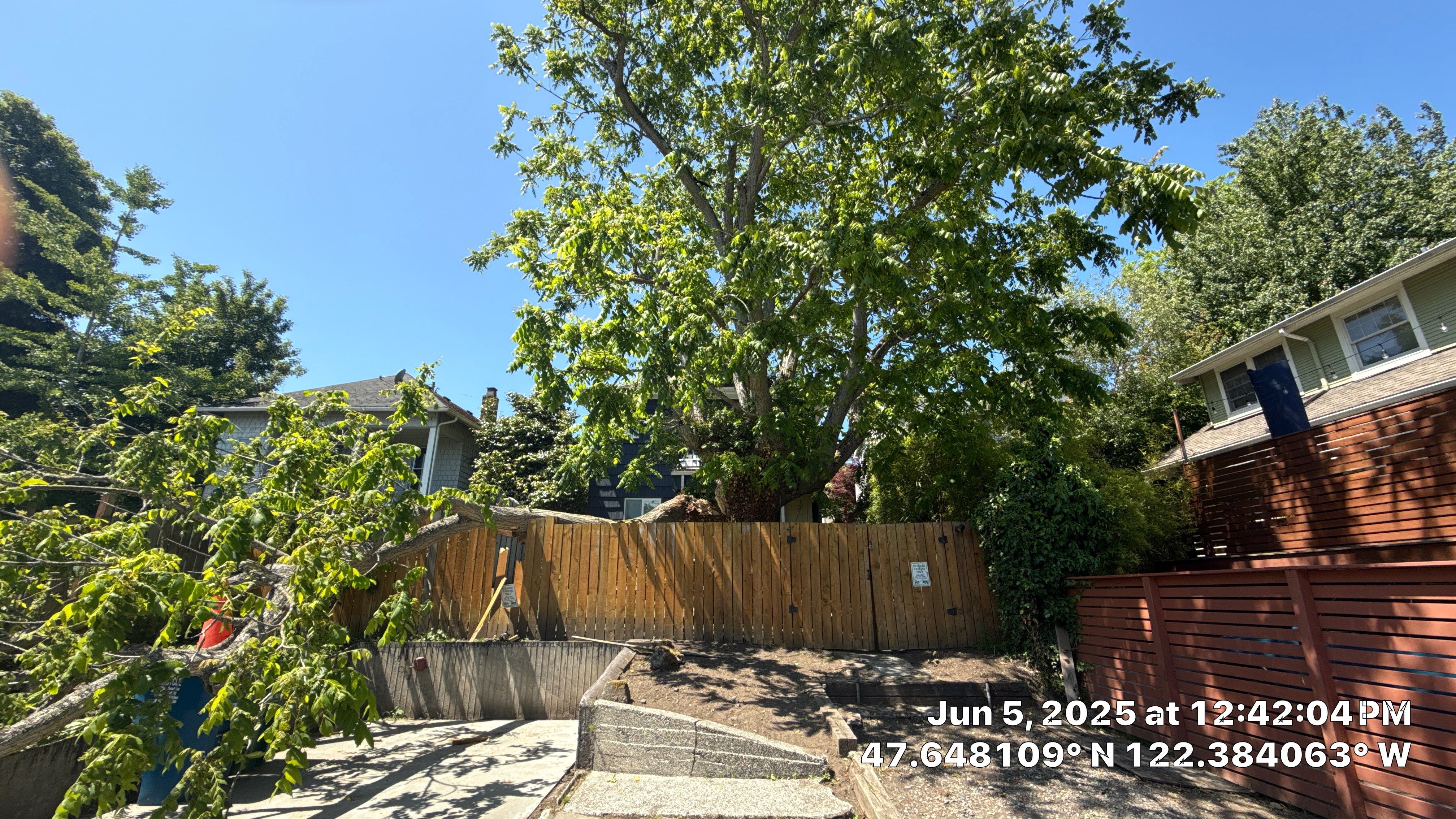 Seattle Hazard Tree Removal by Sound Tree Care LLC