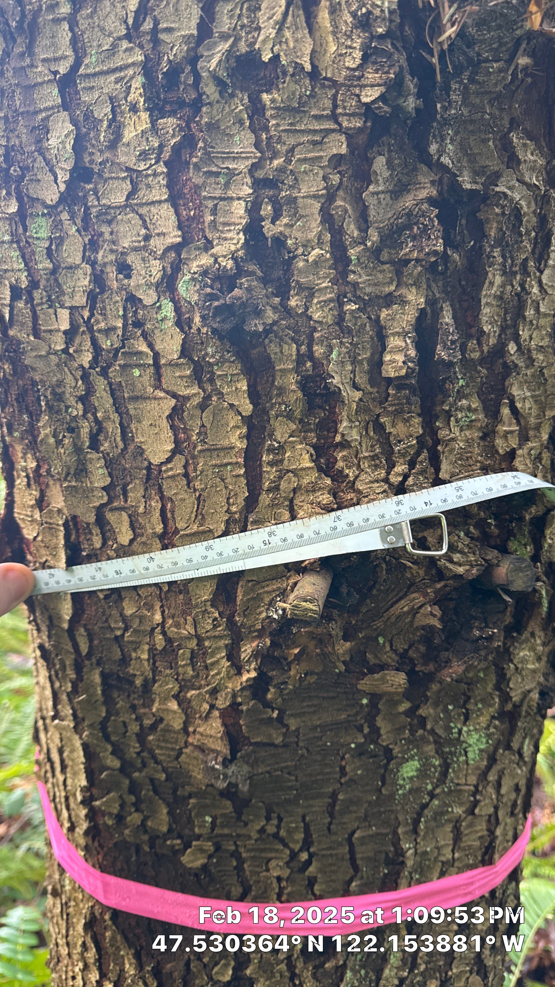 🌲 Newcastle HOA Arborist Report by Sound Tree Care LLC