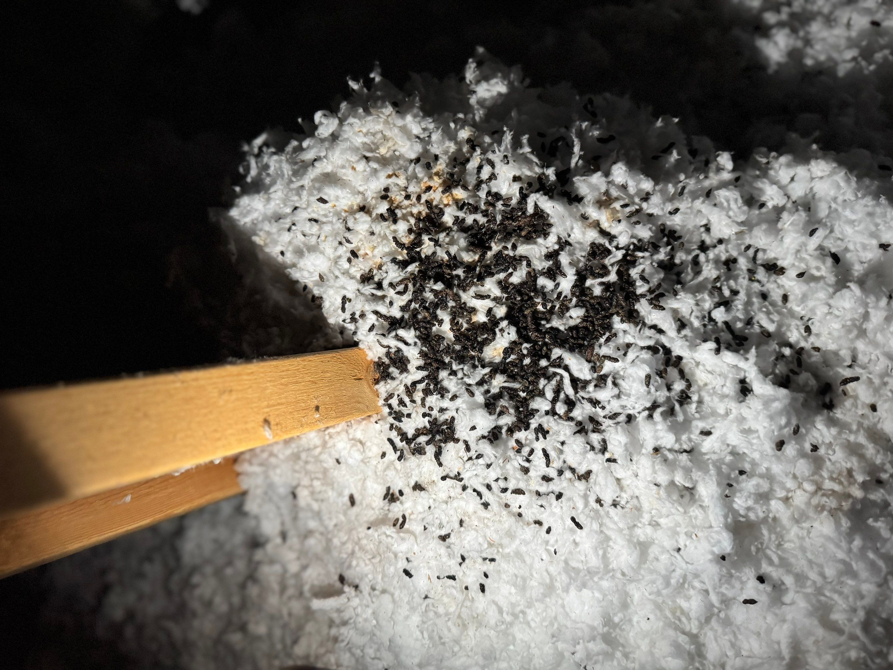 Storm Damage Restoration and Asphalt Shingle Inspection in Omaha by Crows Roofing LLC