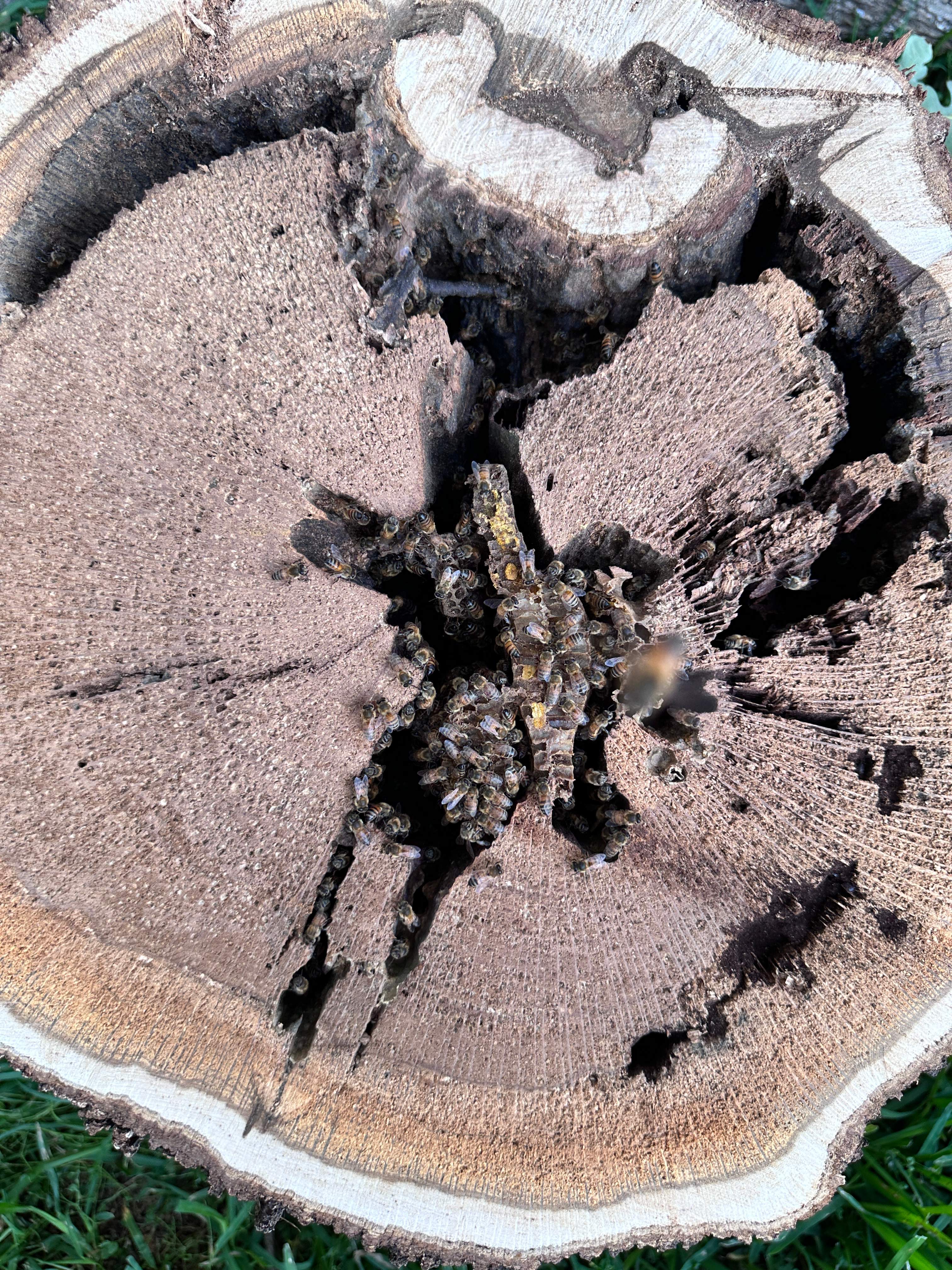 Wina-tree-go by Rockwall Honey Bee Company