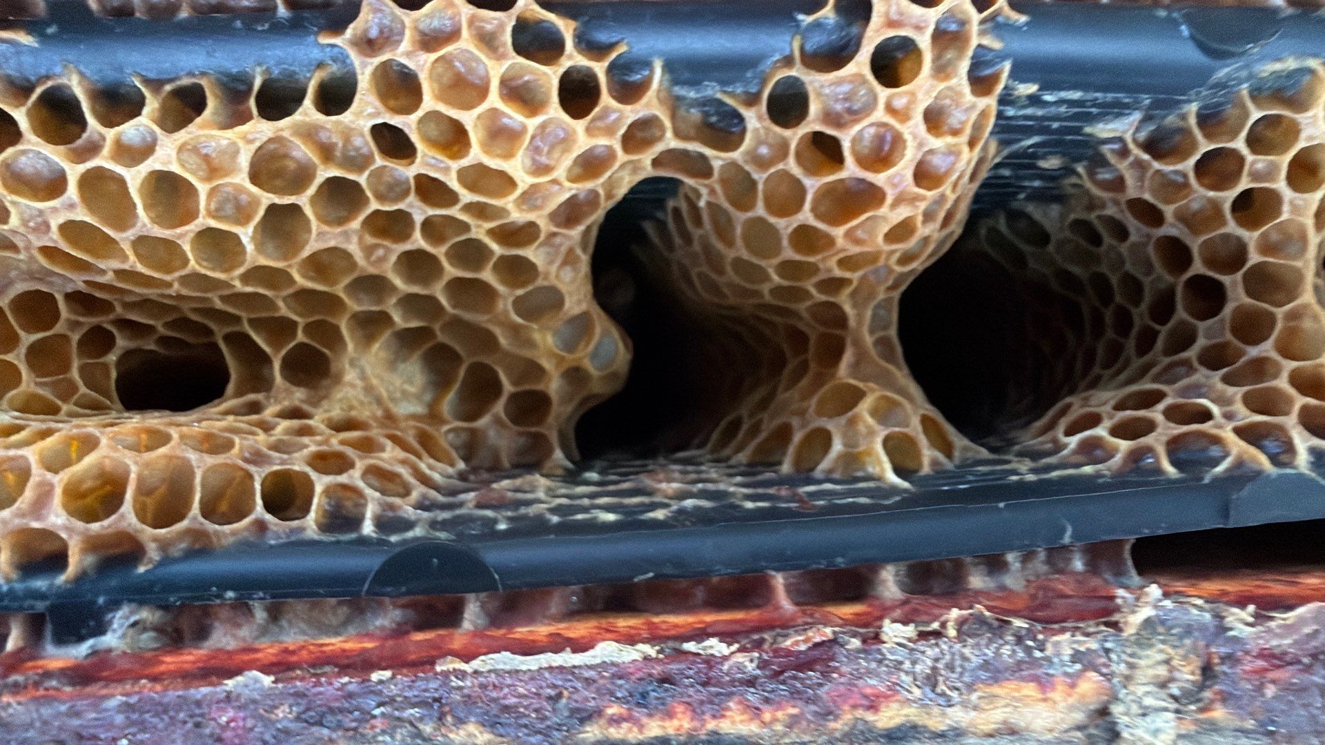 Flood Culvert Bees by Rockwall Honey Bee Company