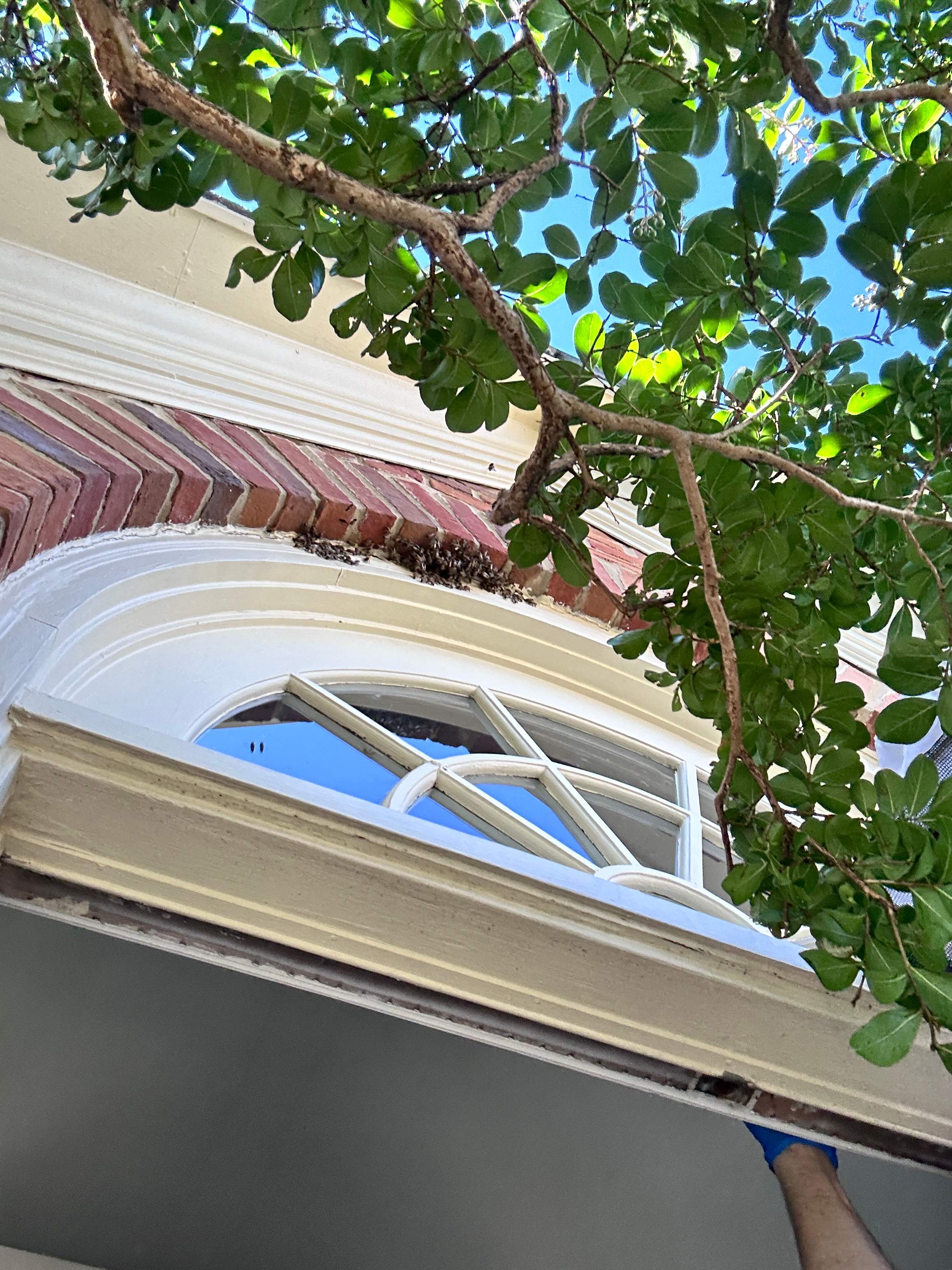 Suicide Swarm by Rockwall Honey Bee Company