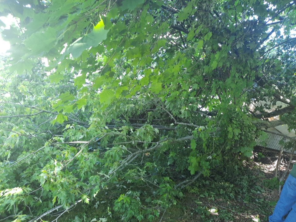 Storm Damaged Tree Removal  using Tree Removal by Mike Jones & Sons Tree Service LLC 