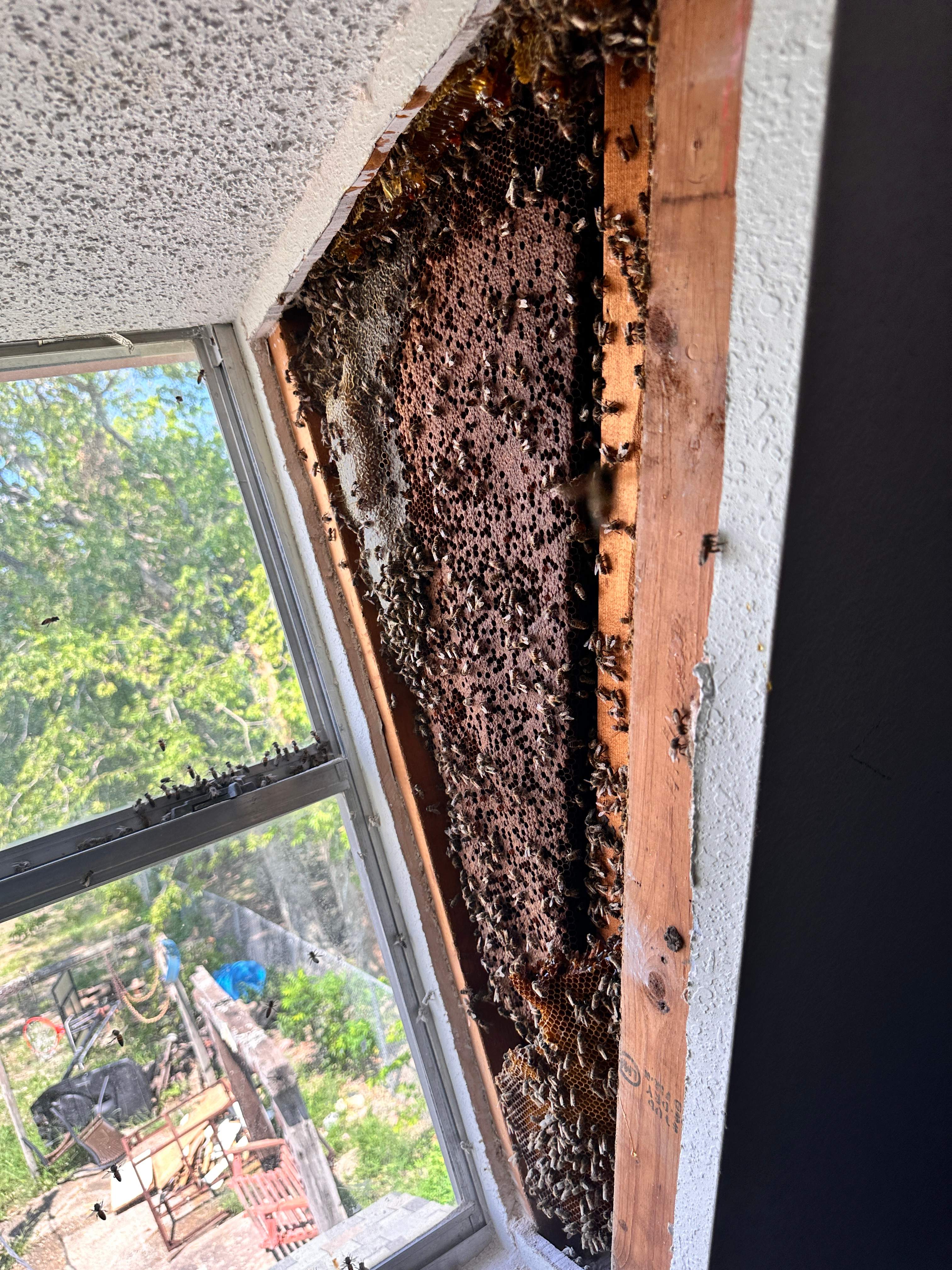 Sheetrock Bees by Rockwall Honey Bee Company