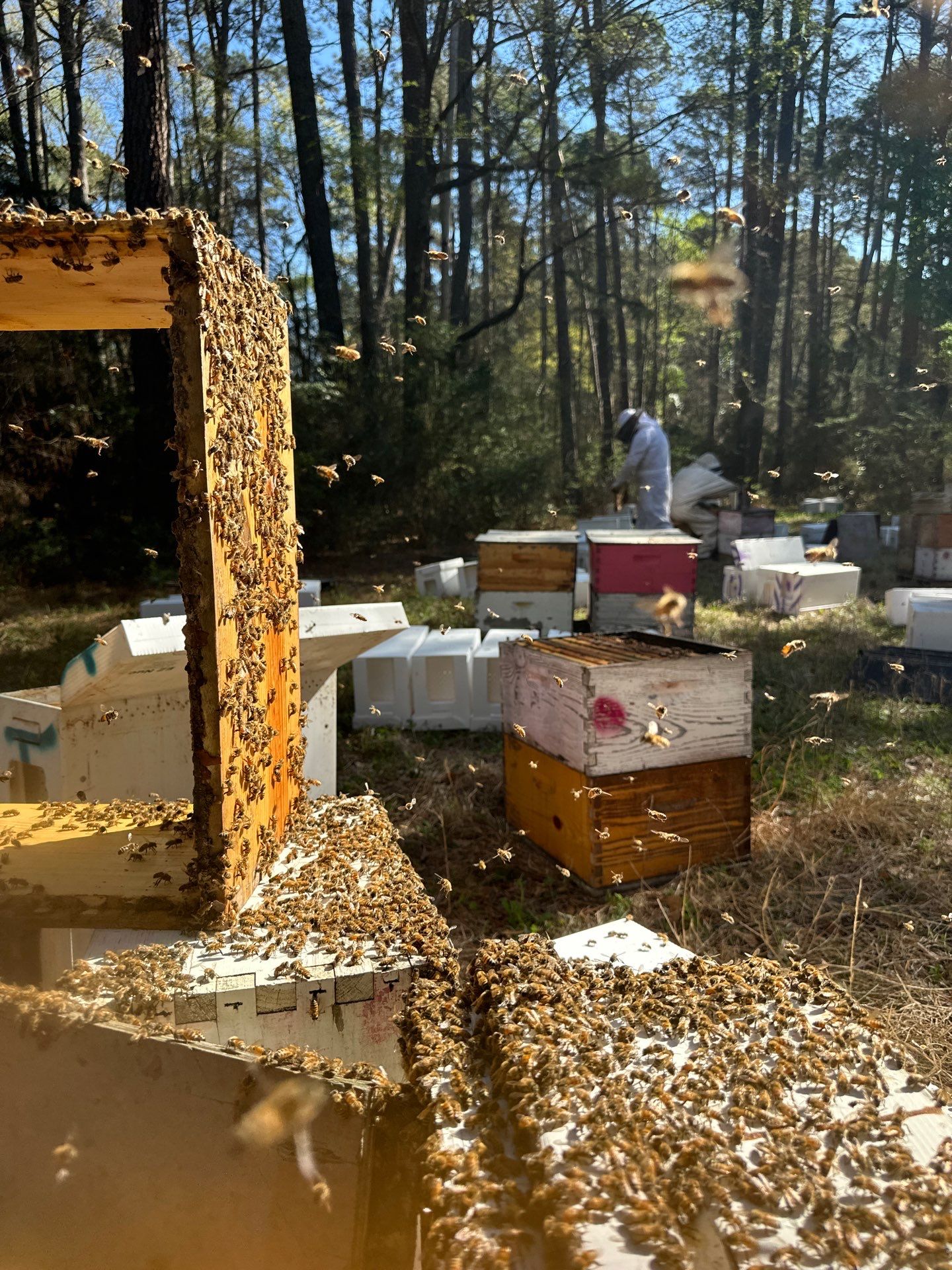 Tree Farm Apiary by Rockwall Honey Bee Company