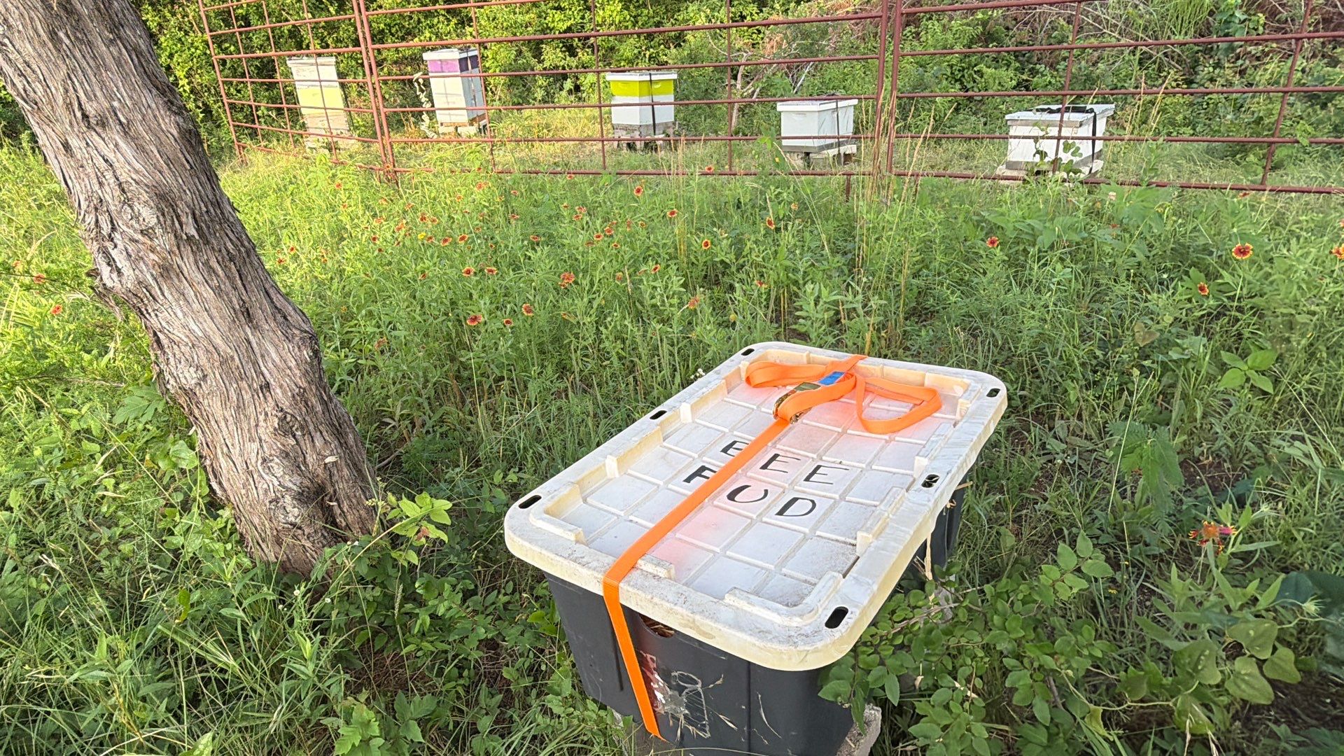 Rockwall County Ag. Exemption by Rockwall Honey Bee Company