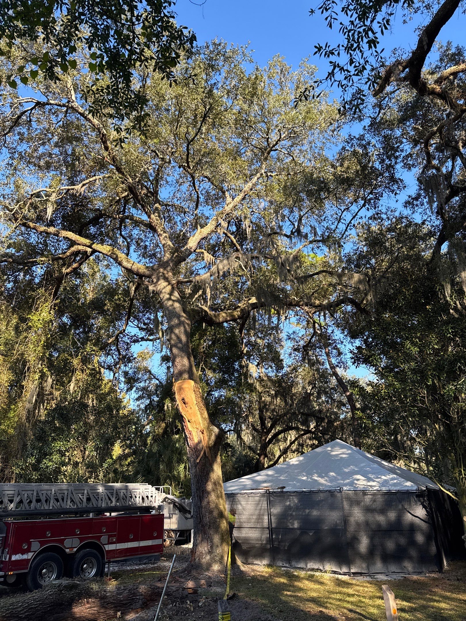 Episcopal | Large Tree Removal by ProGreen Services