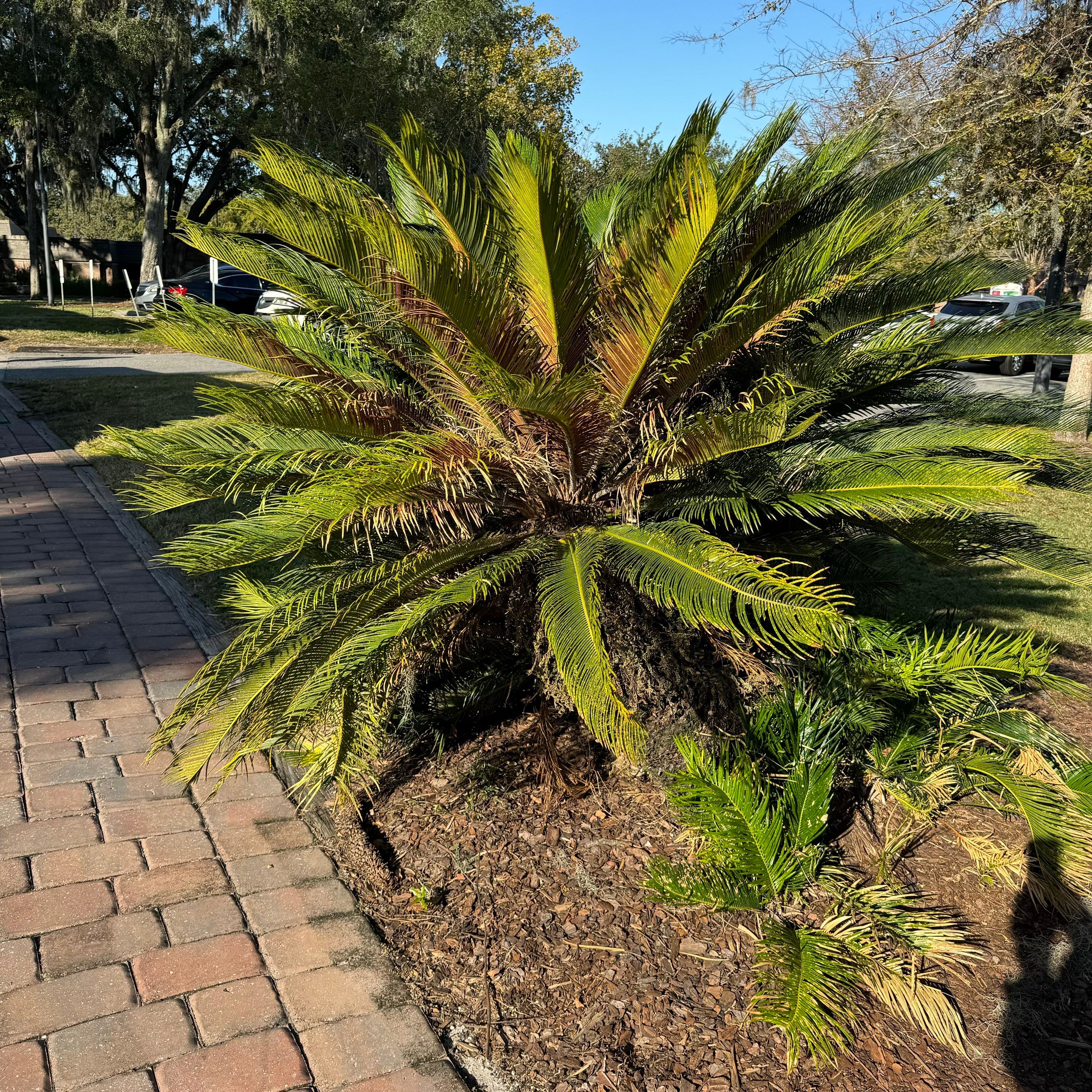 Volunteer Work | Episcopal High School of Jacksonville by ProGreen Services