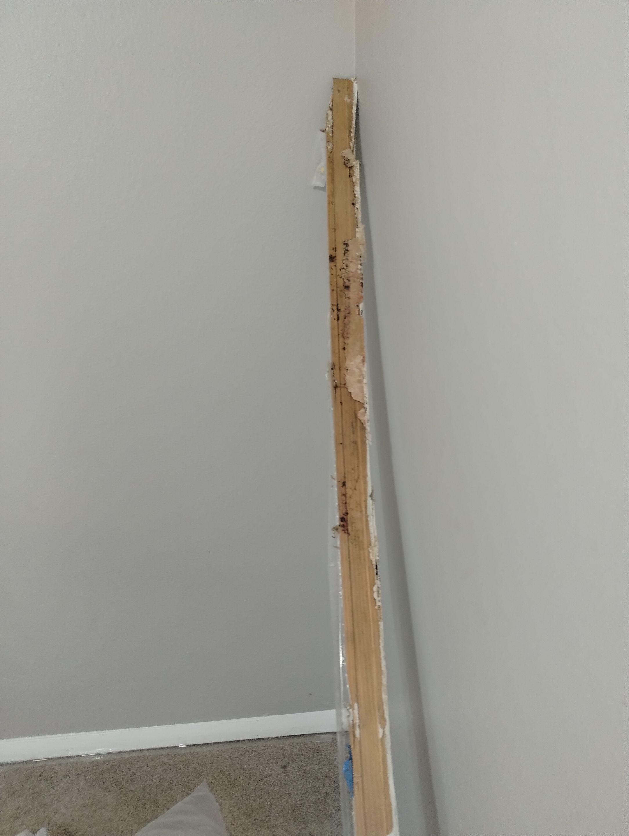 Mold Damage Repairs by Accountable Home Services