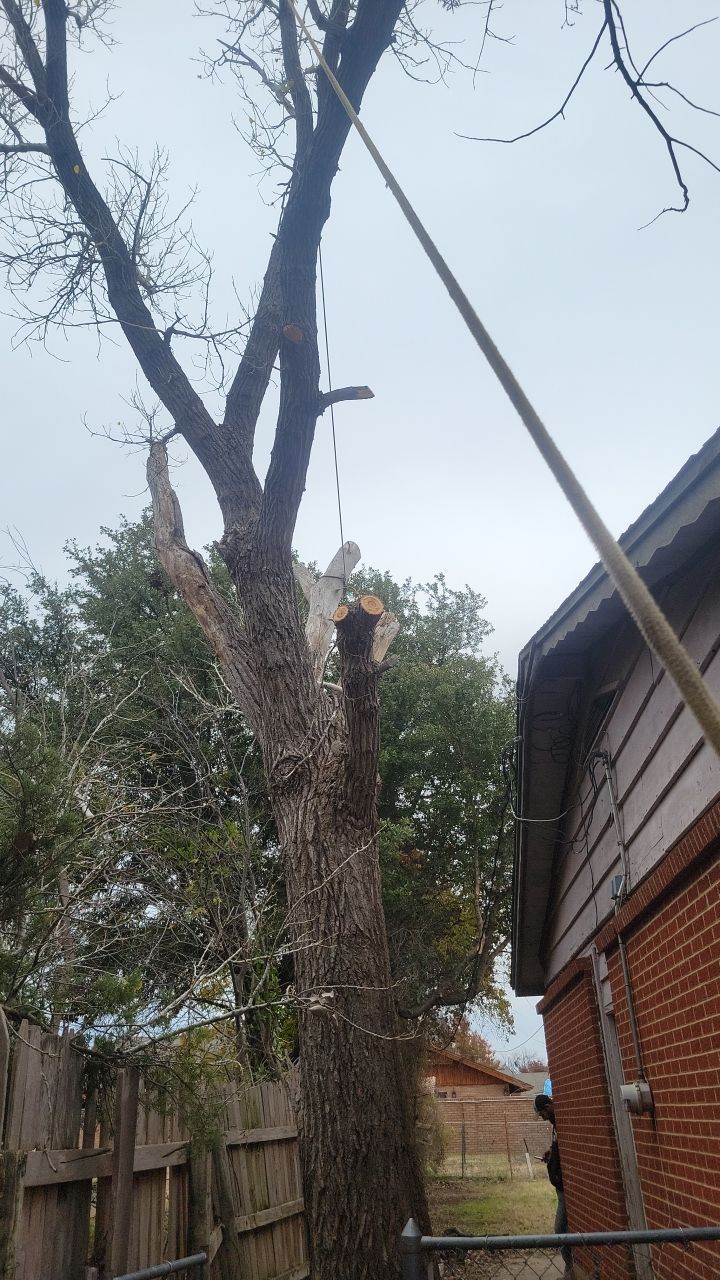 Tree Removal using Chainsaws by Clays Services Inc
