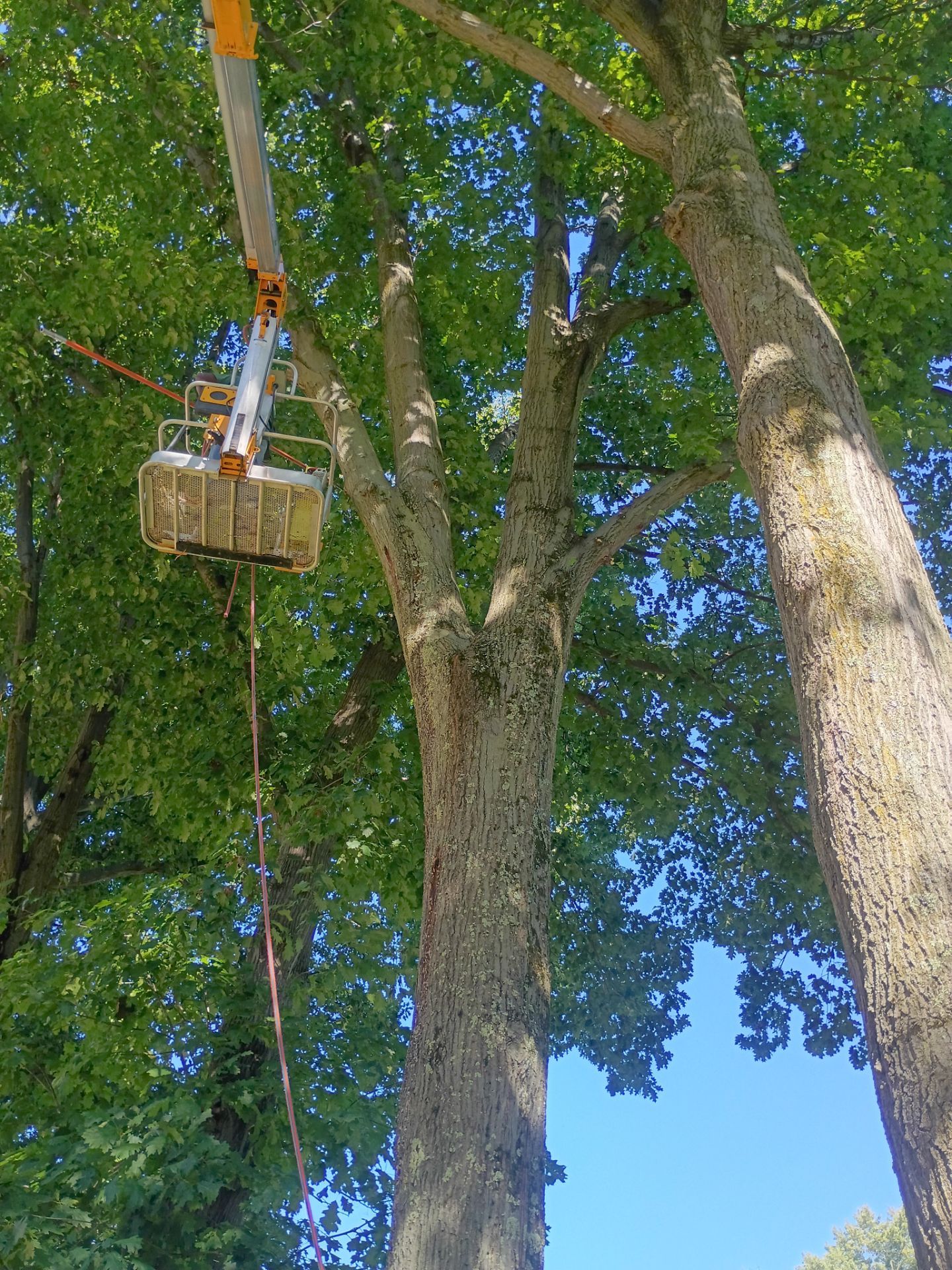 Tree Trimming & Tree Removal in Akron Ohio by Mike Jones & Sons Tree Service LLC 