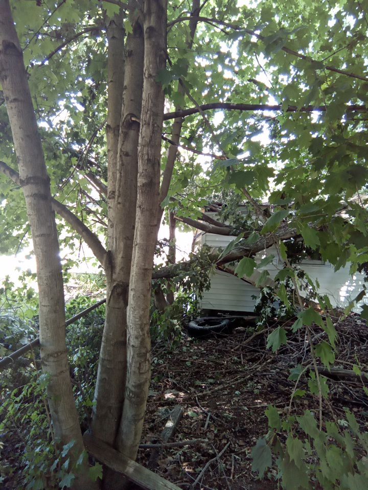 Storm Damaged Tree Removal  using Tree Removal by Mike Jones & Sons Tree Service LLC 