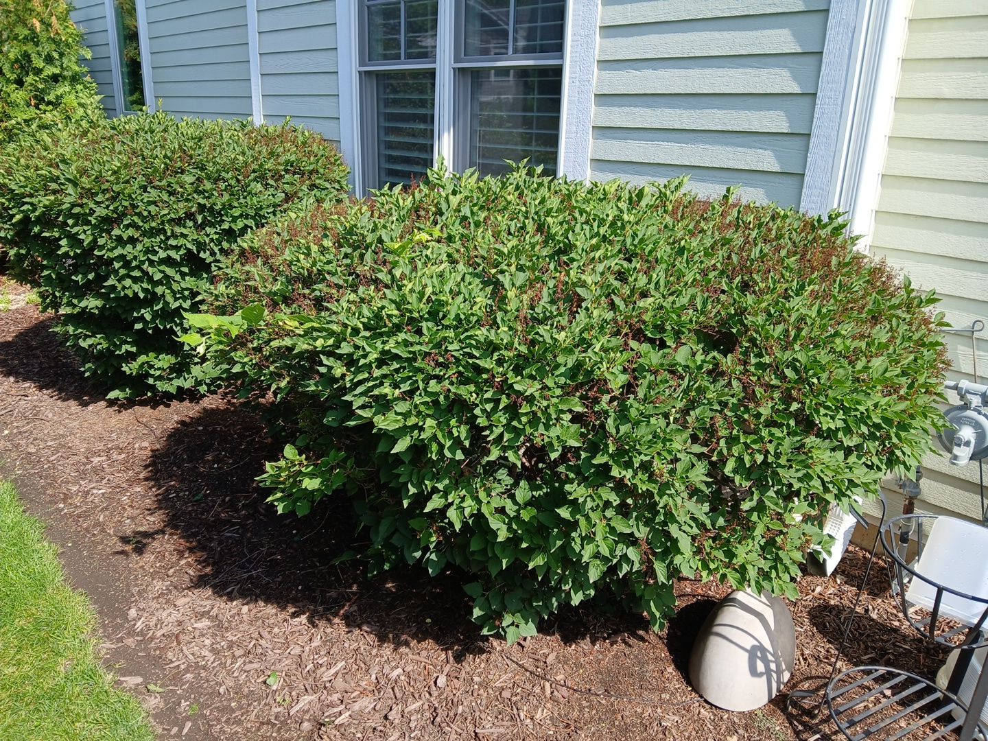 Lisa C. - Arlington Heights, IL by A&N