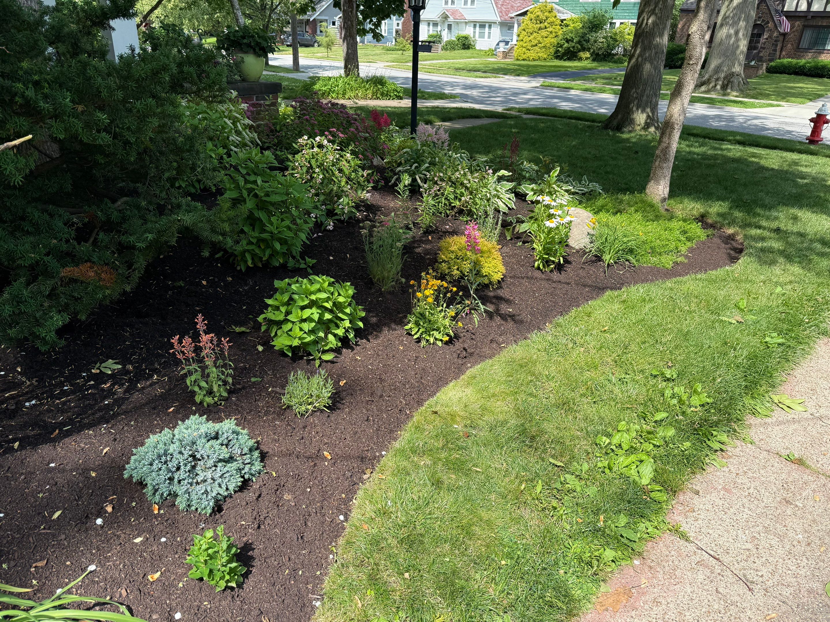Woodland Flora Project by Elm Rose Gardens