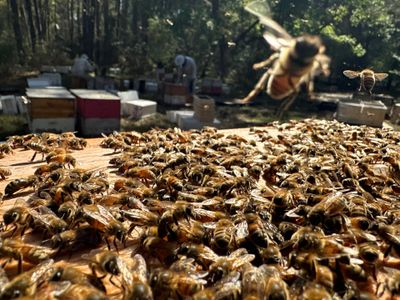 Tree Farm Apiary