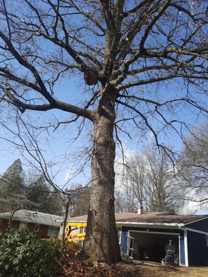 Tree Trimming using Tree Pruing by Mike Jones & Sons Tree Service LLC 