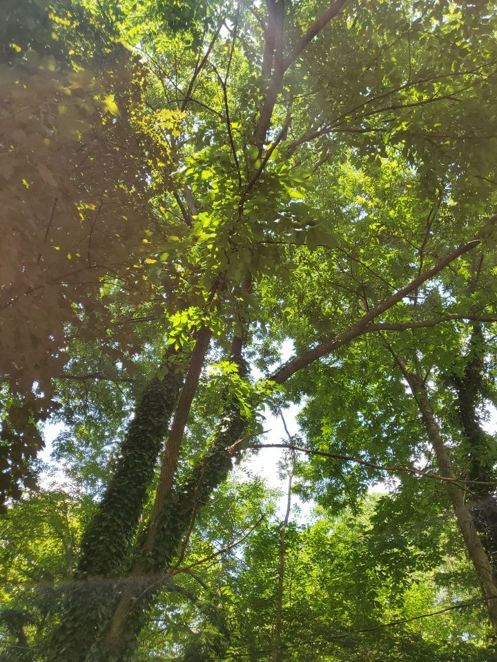 Tree Removal using Tree Removal by Mike Jones & Sons Tree Service LLC 