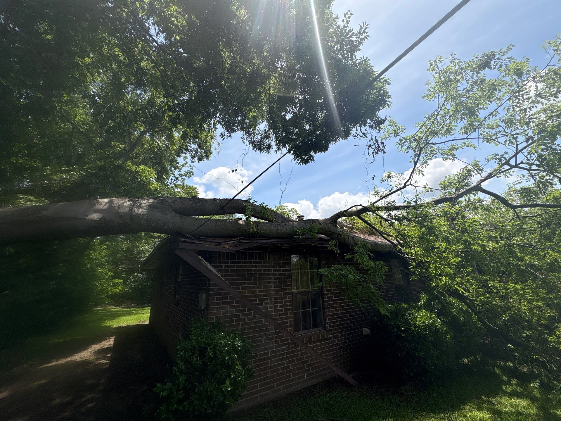 Crane-Assisted Emergency Removal by American Arbor