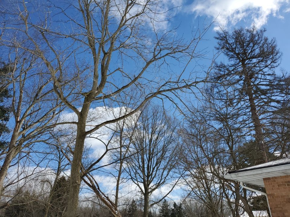 Tree Trimming using Tree Pruing by Mike Jones & Sons Tree Service LLC 