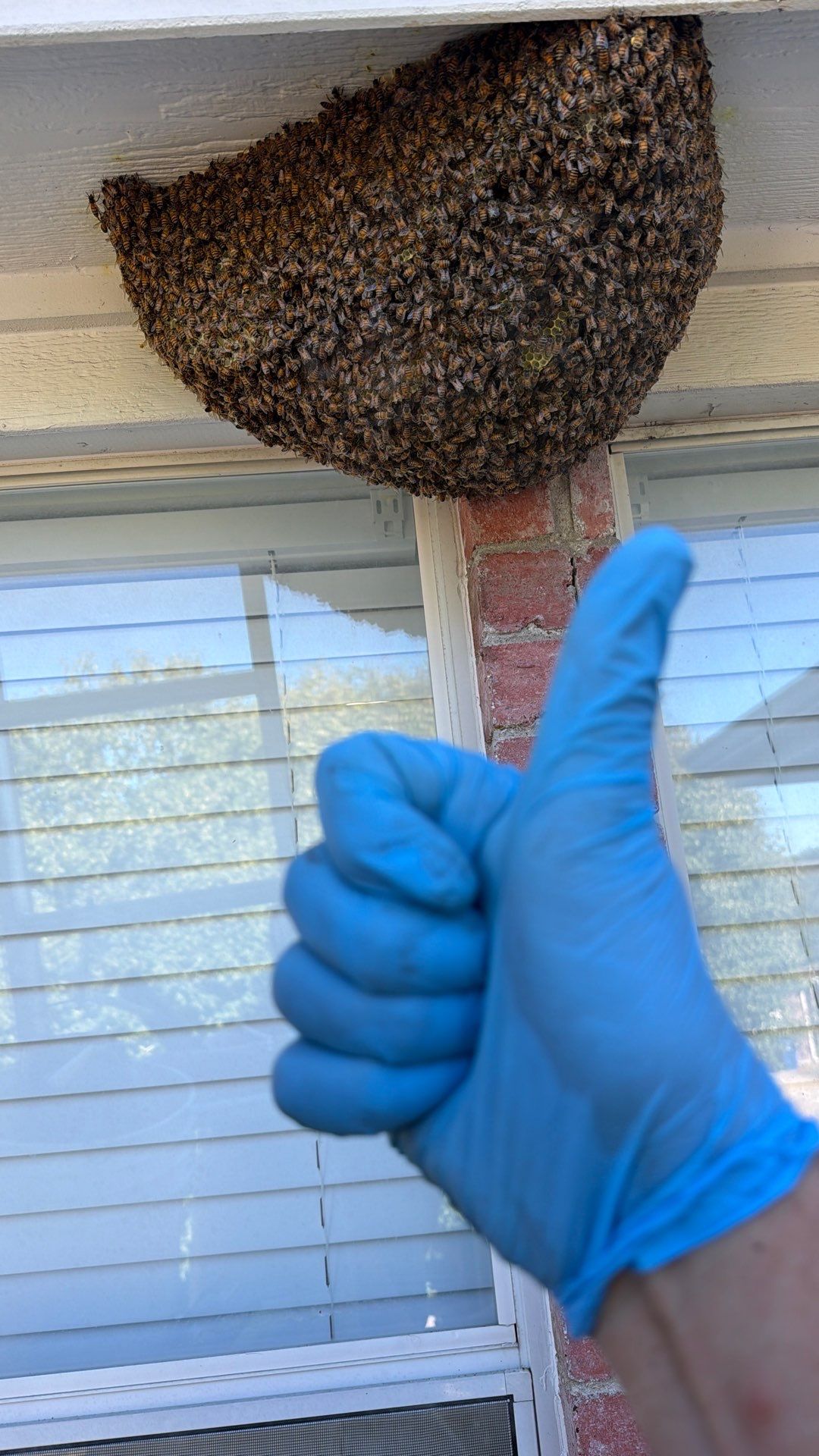 Open Air Colony in Rockwall, TX by Rockwall Honey Bee Company