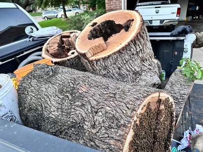 Wina-tree-go