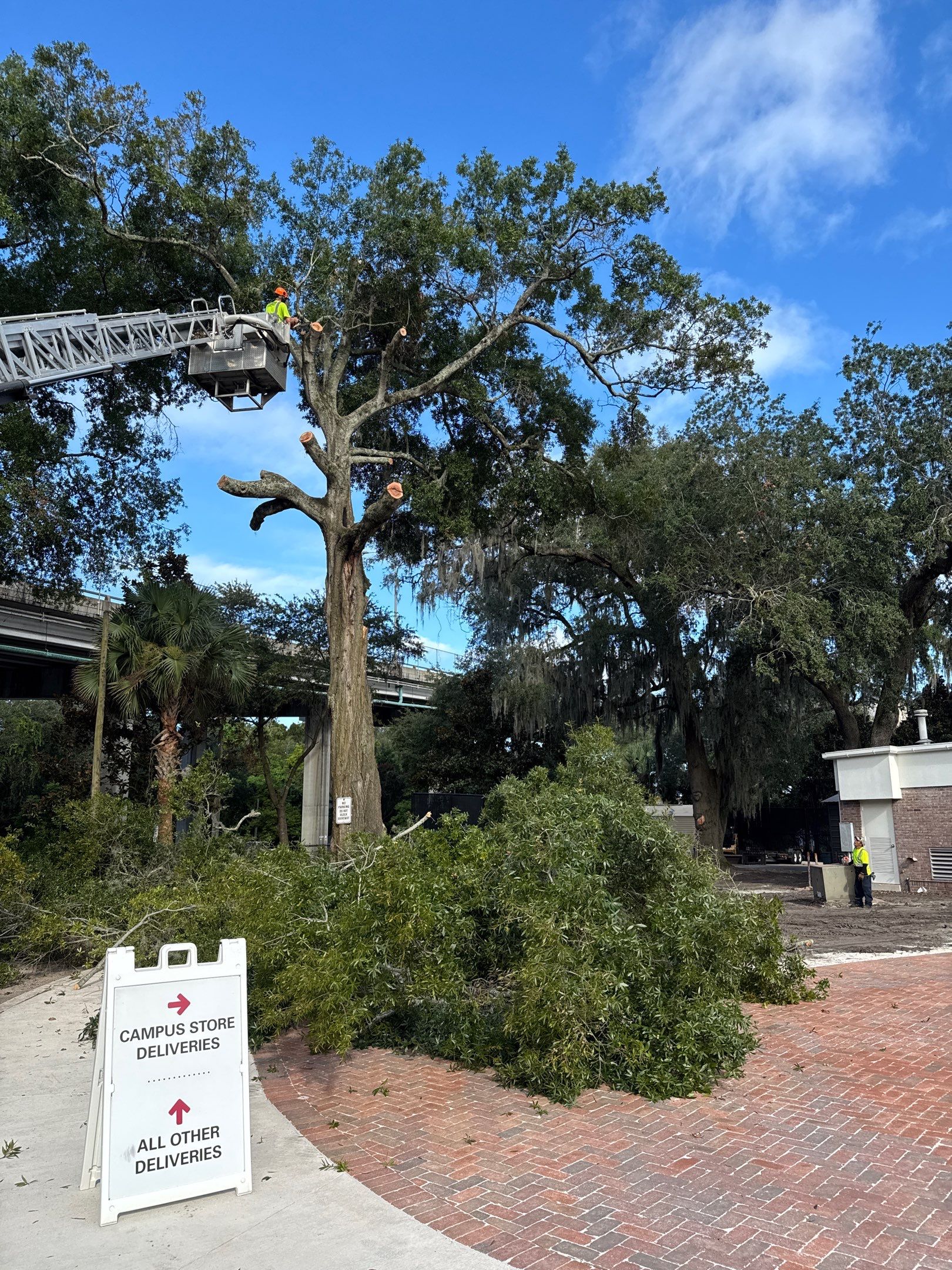 Welcome Center Tree Removal | Episcopal School of Jacksonville by ProGreen Services