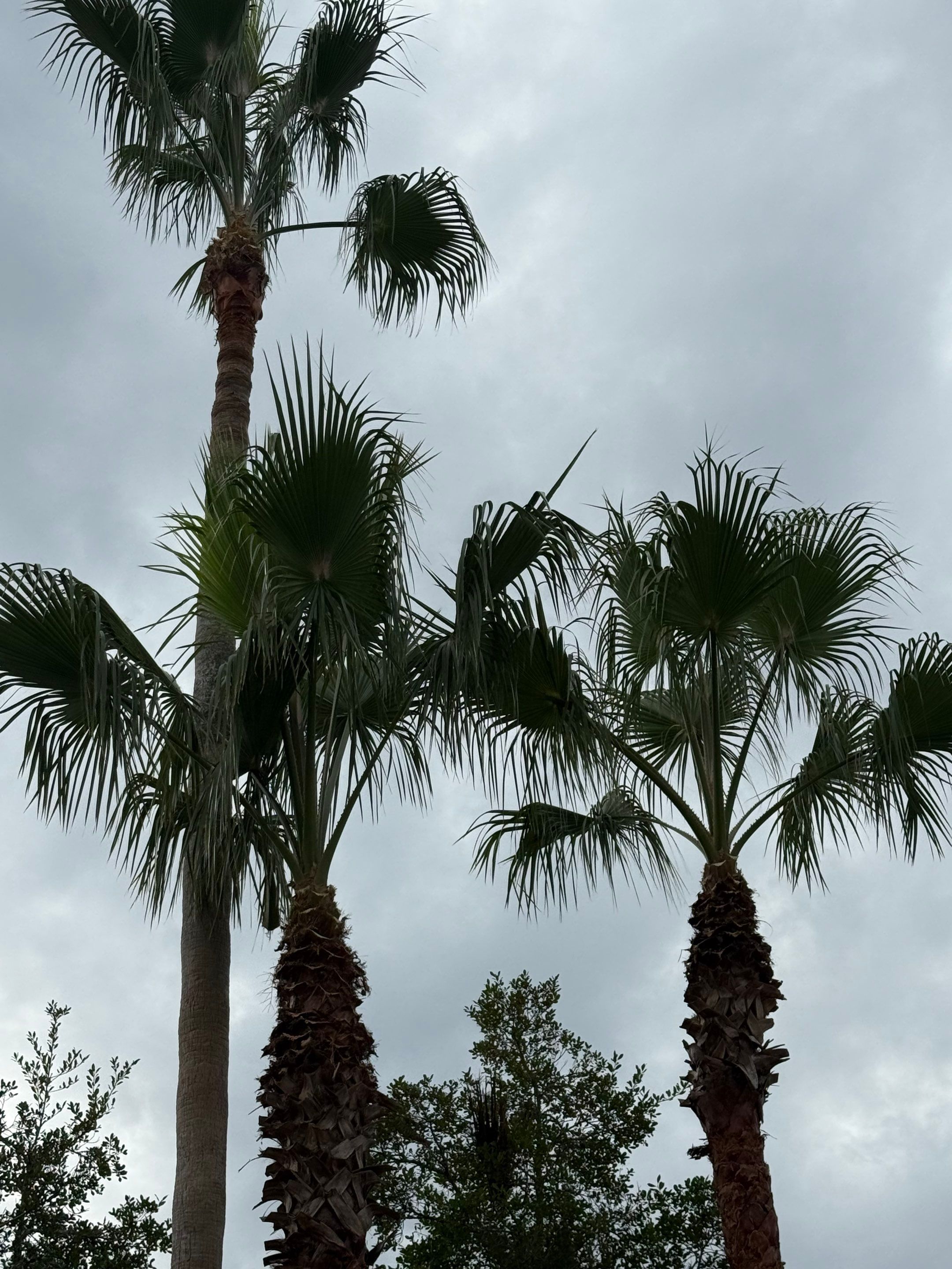 Volunteer Work | Episcopal High School of Jacksonville by ProGreen Services