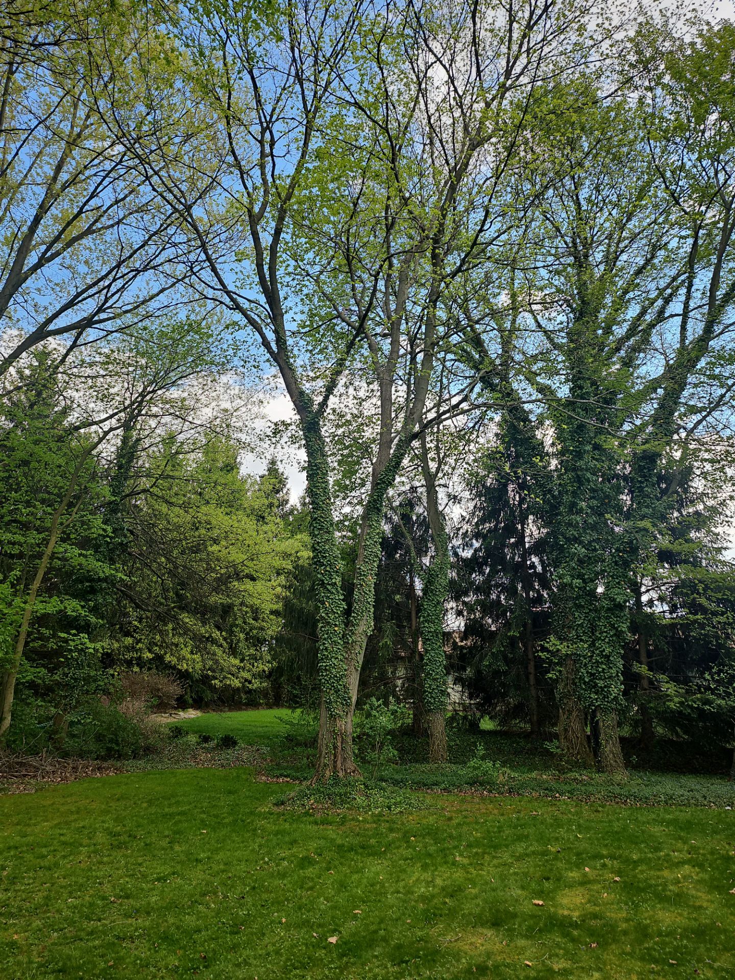 Tree Trimming using Tree Pruing by Mike Jones & Sons Tree Service LLC 