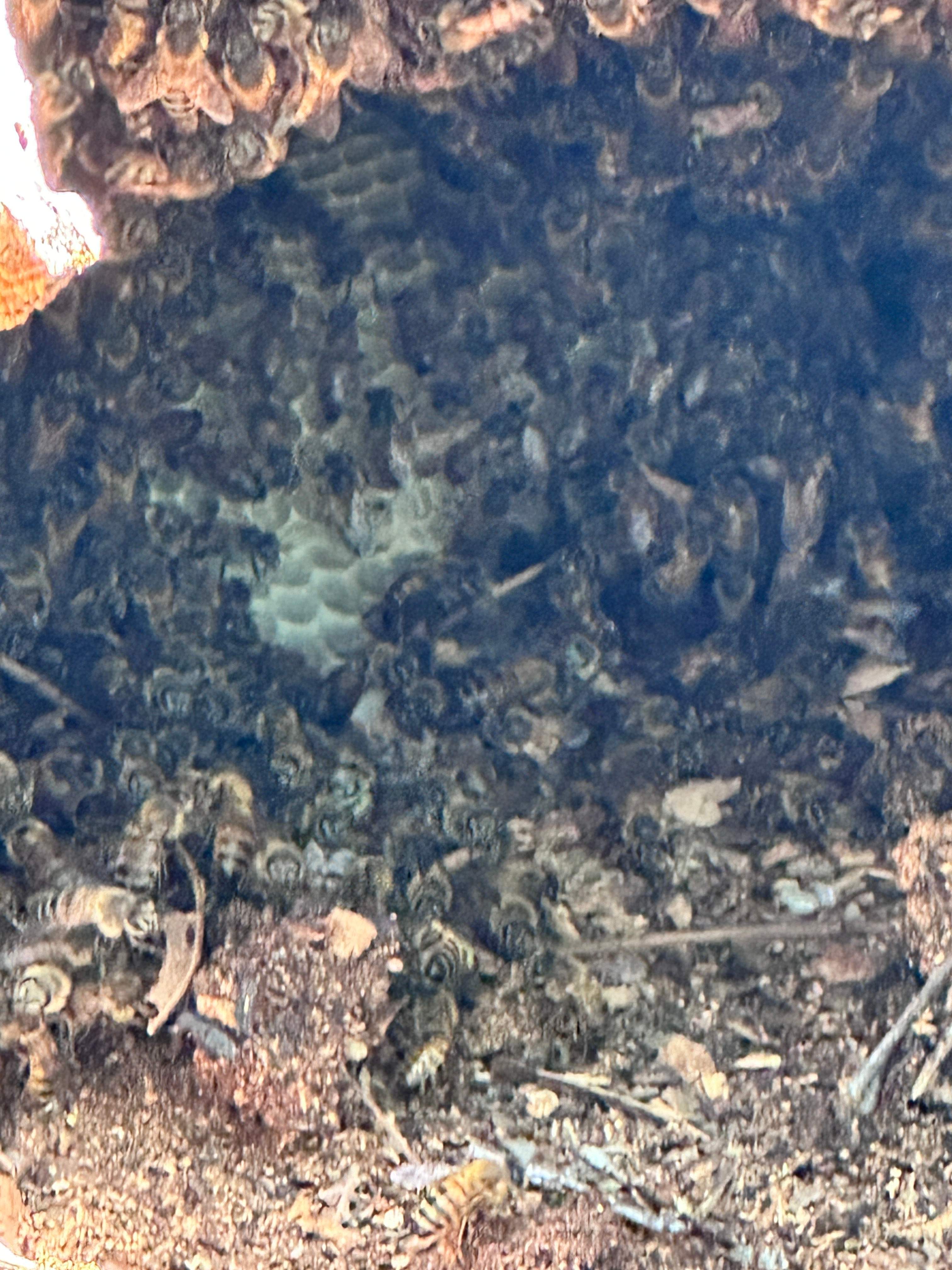 Two More Trees, One More Yard by Rockwall Honey Bee Company