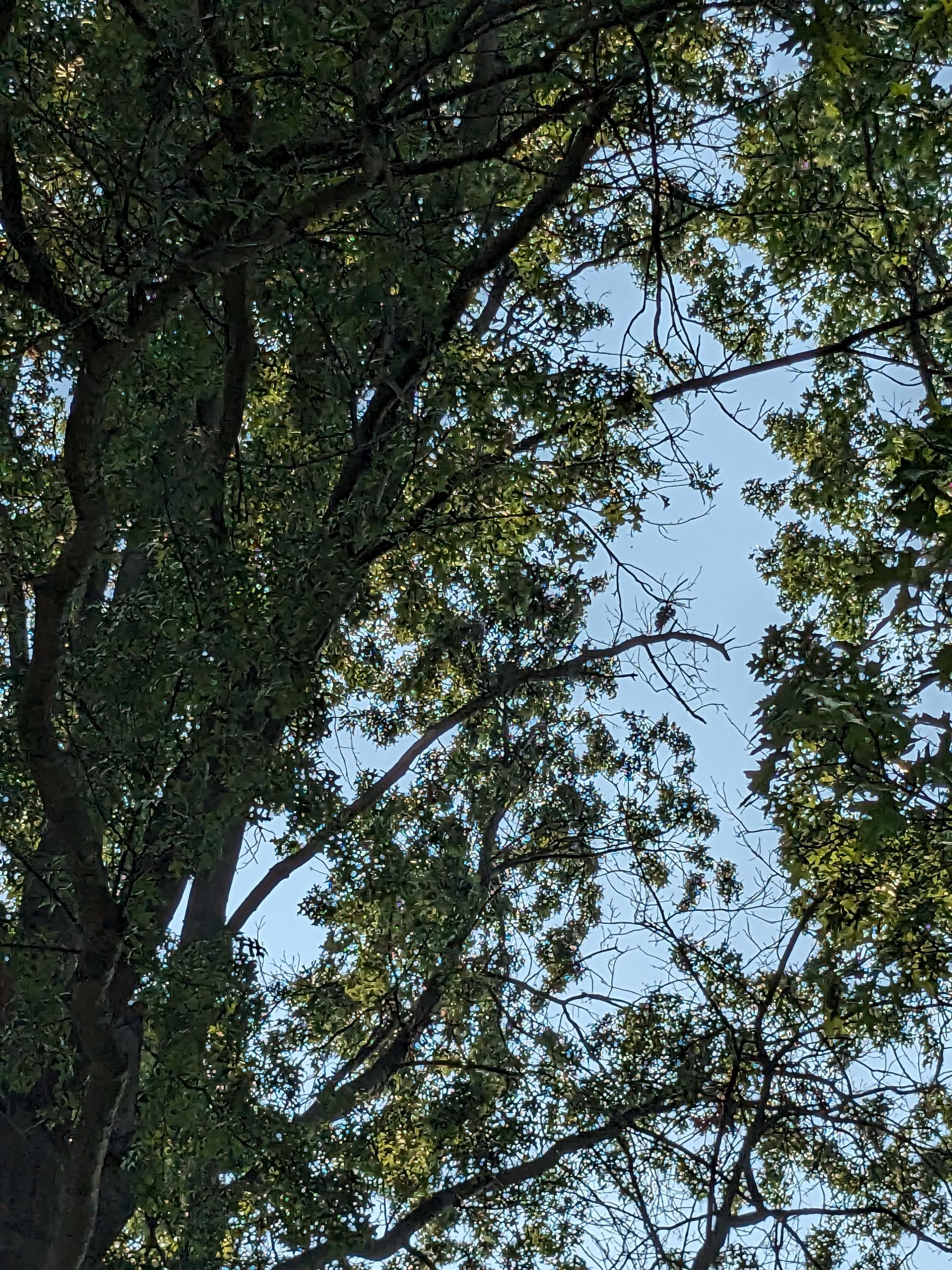 Tree Trimming using Tree Pruing by Mike Jones & Sons Tree Service LLC 