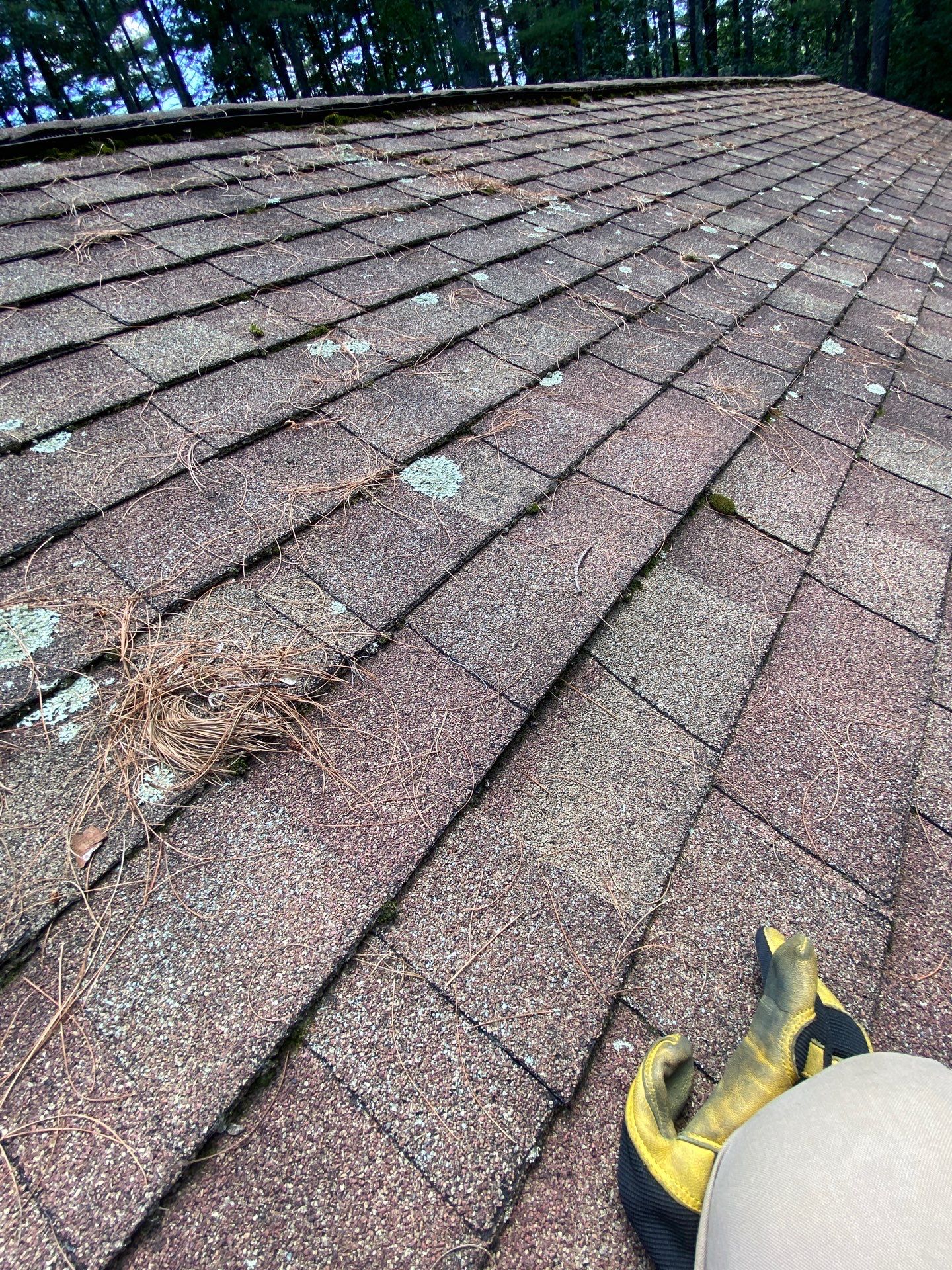Roof Replacement – Rosalie Brown, MA by Mighty Dog Roofing of Greater Middlesex County