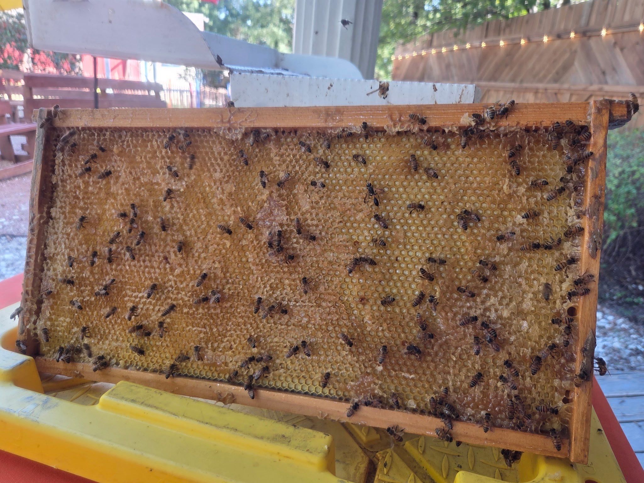 Texas Mead & Music Festival by Rockwall Honey Bee Company