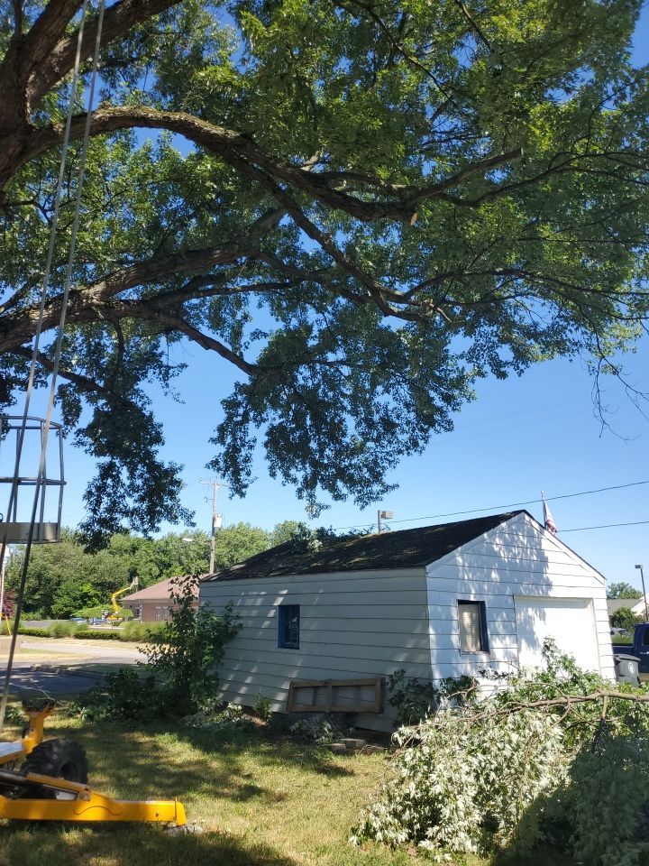Tree Trimming using Tree Pruing by Mike Jones & Sons Tree Service LLC 