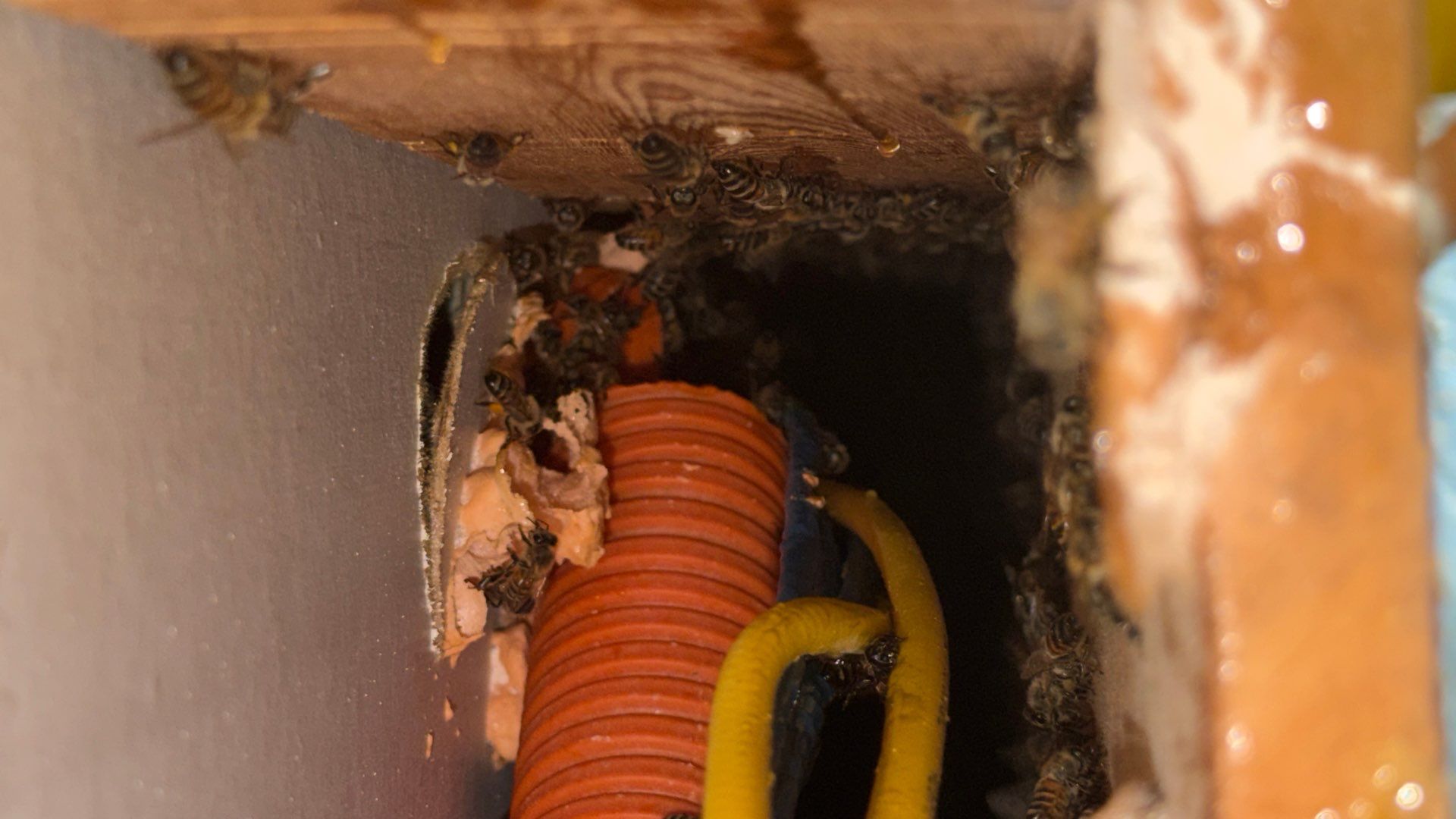 Bees a’Prosper by Rockwall Honey Bee Company