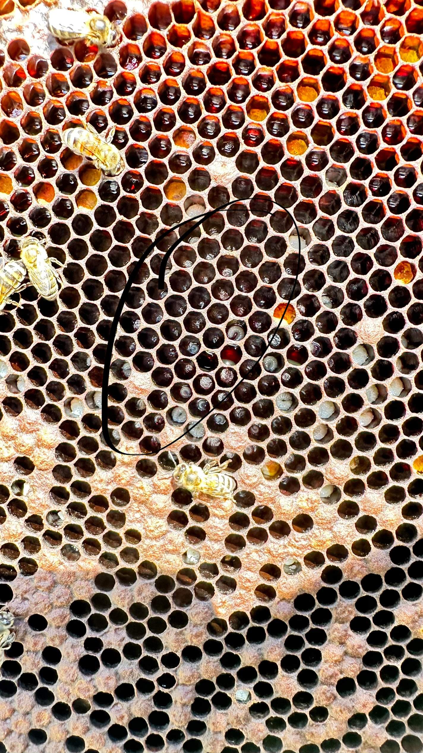 Honey-Maker Apiary in Greenville by Rockwall Honey Bee Company