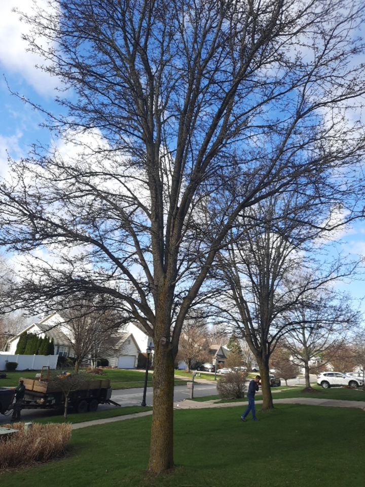 Tree Removal using Tree Removal by Mike Jones & Sons Tree Service LLC 