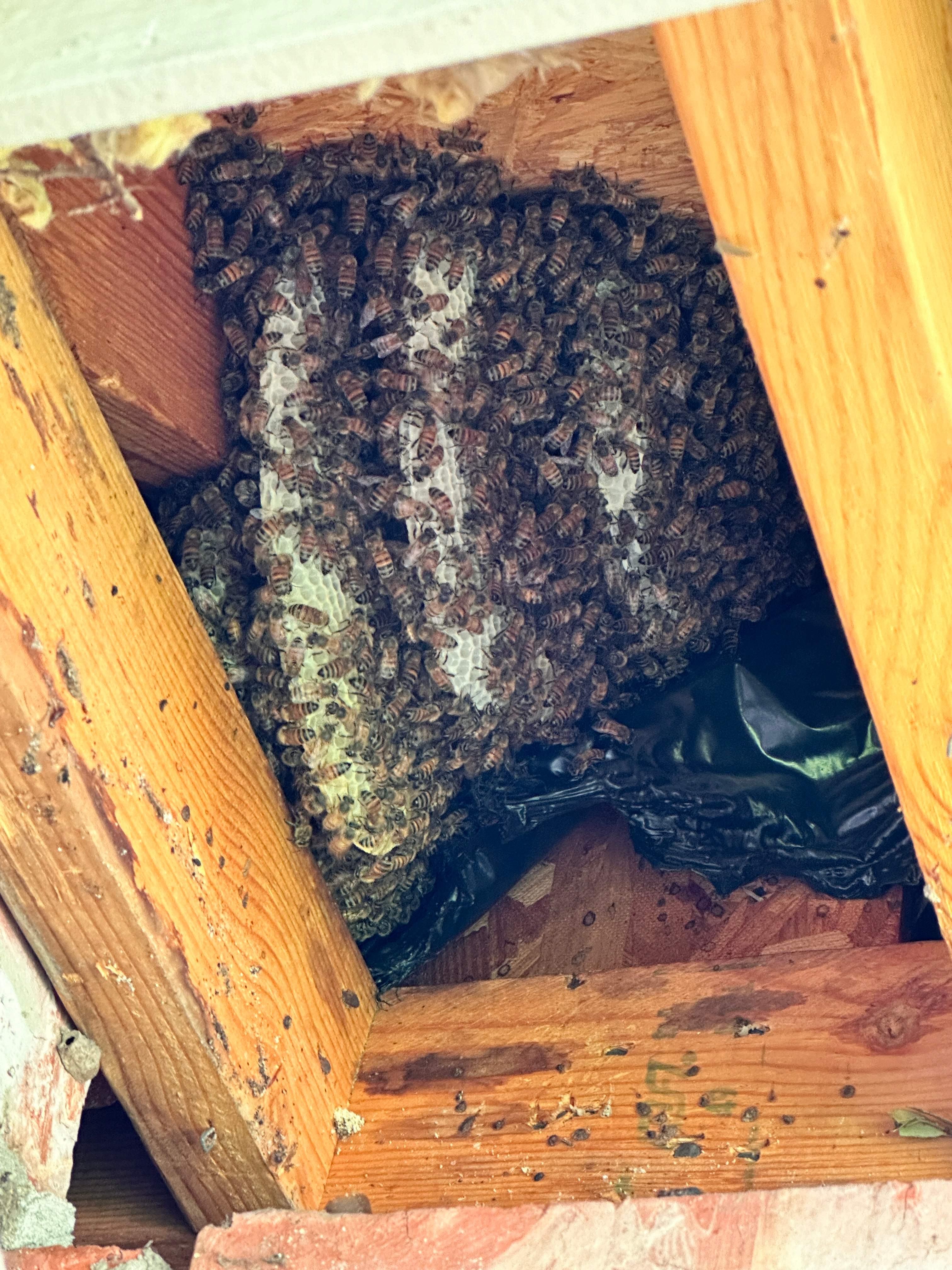 Yes, Professor. by Rockwall Honey Bee Company