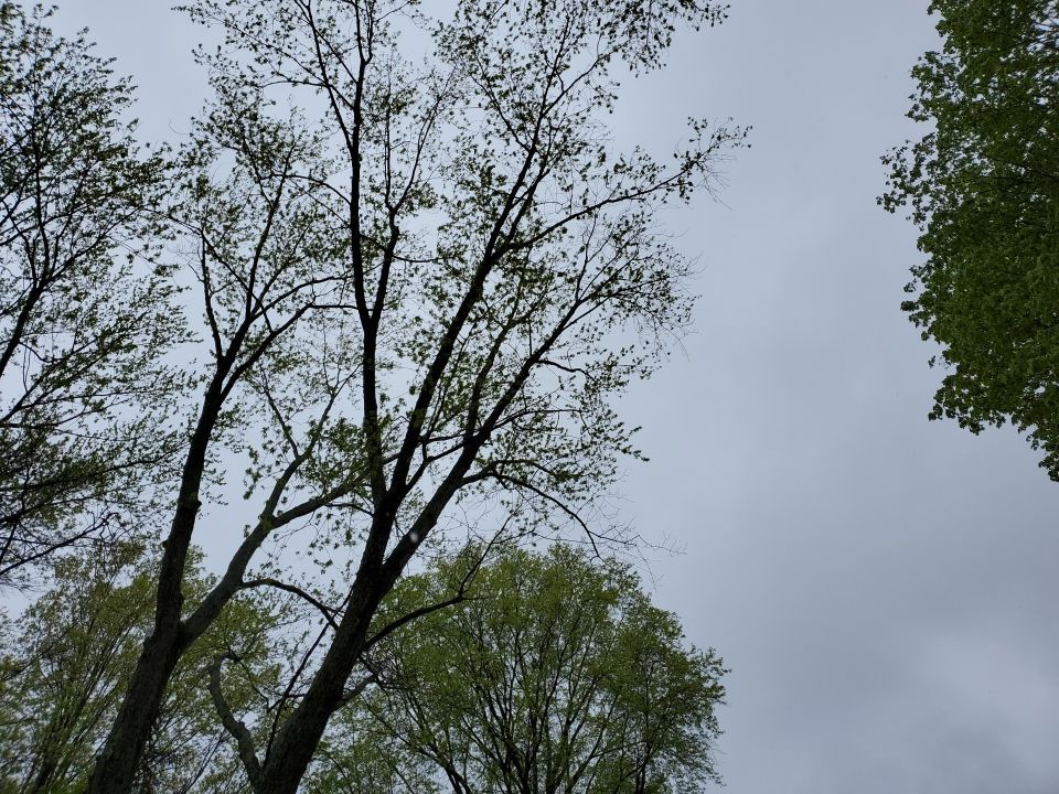 Tree Removal using Tree Removal by Mike Jones & Sons Tree Service LLC 