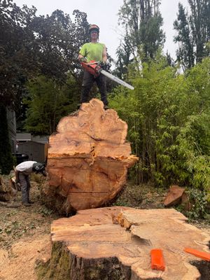 Kirkland Dead and Declining Tree Removal