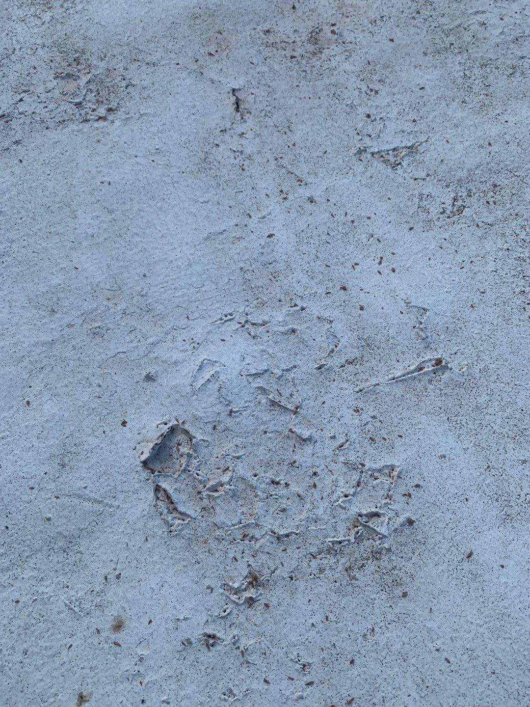 100% Silicone Roof Coating Repair using Tropical #924 Silicone Roof Coating by Morton Roofing, Inc.