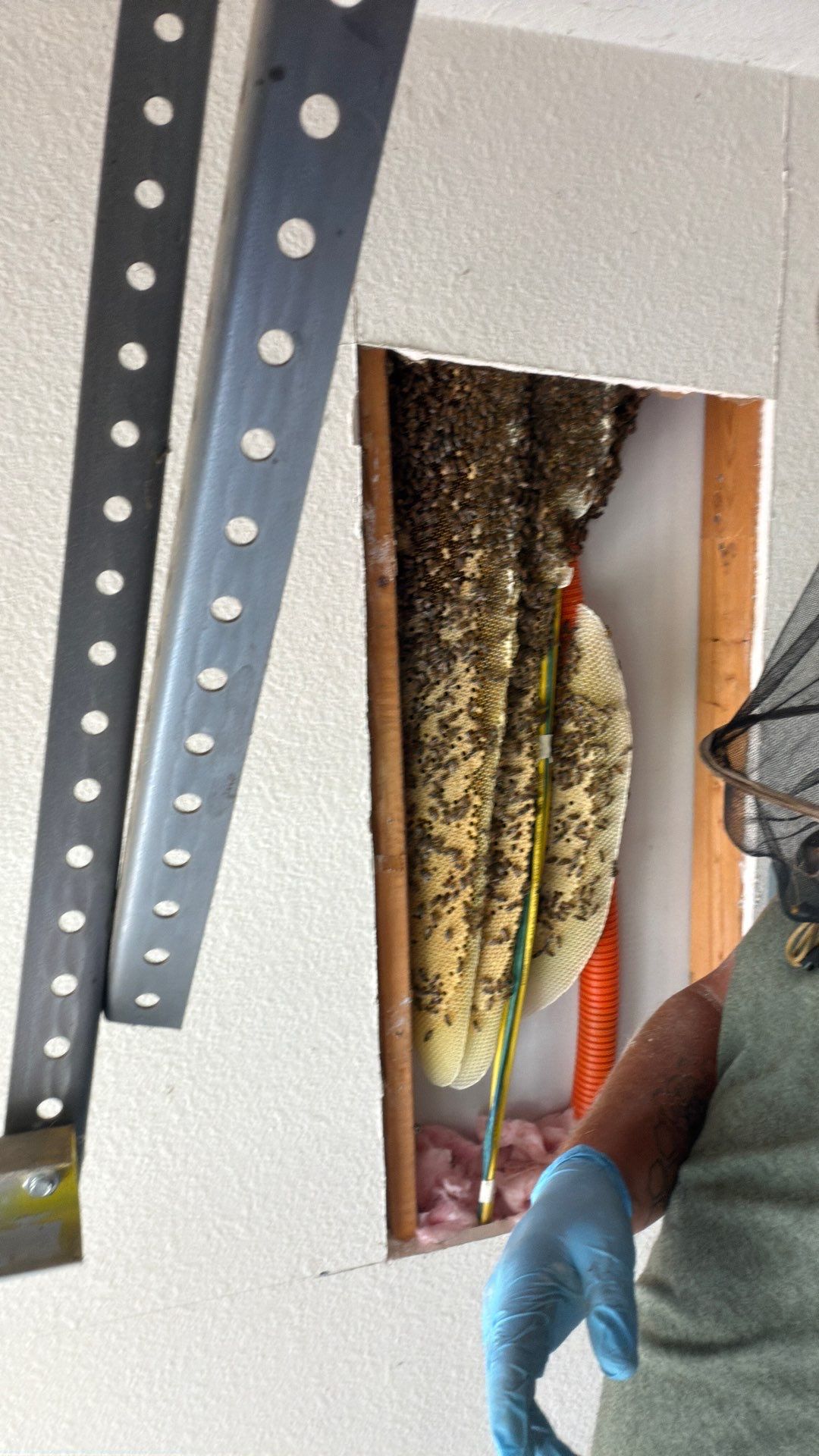 Bees a’Prosper by Rockwall Honey Bee Company
