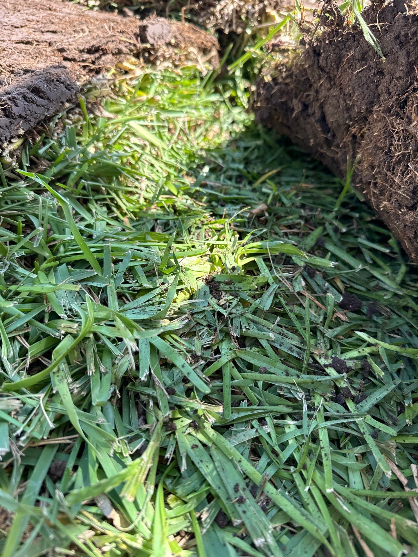 Wortham Oaks - San Antonio, TX by Hole In One Lawns, LLC